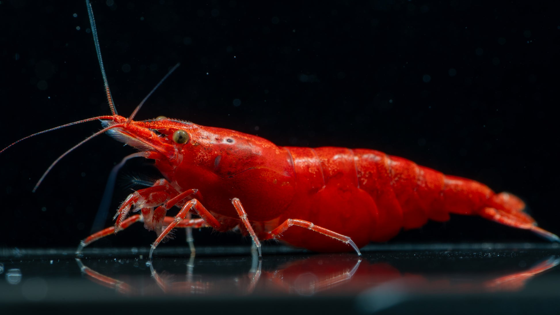 Painted / Fire Red Cherry Shrimp