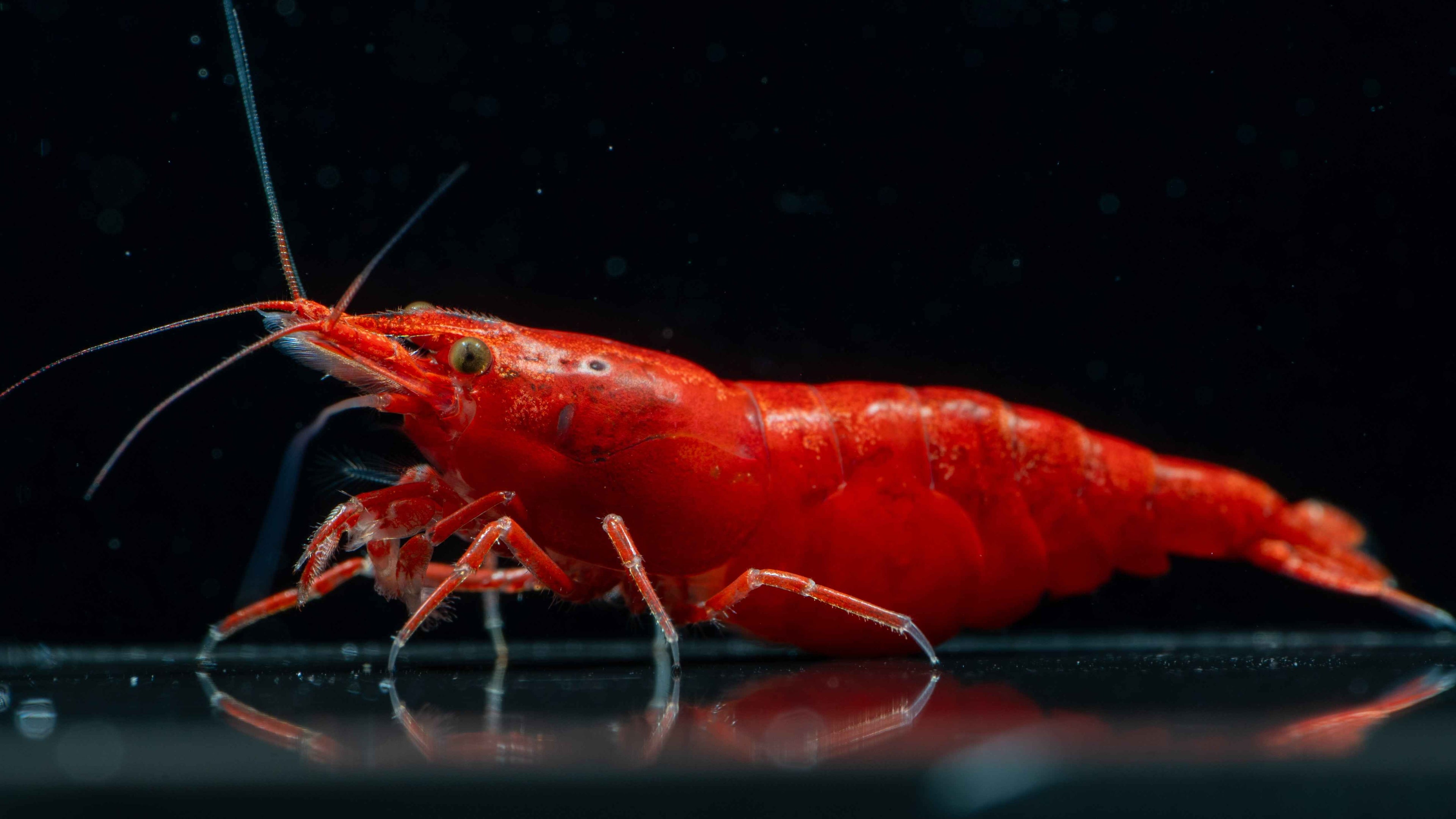 Painted / Fire Red Cherry Shrimp - Simply Aquatic