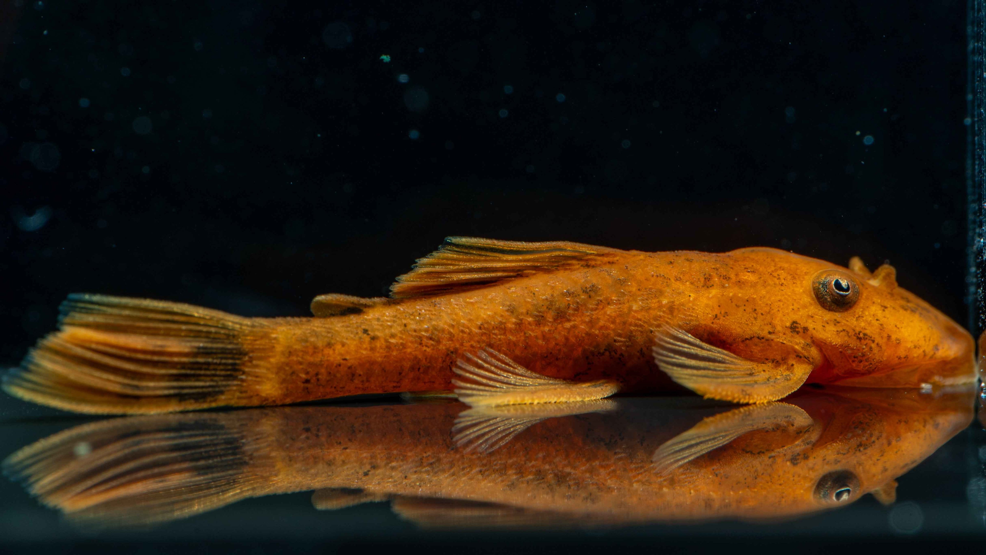 Super Red Plecostomus - Simply Aquatic