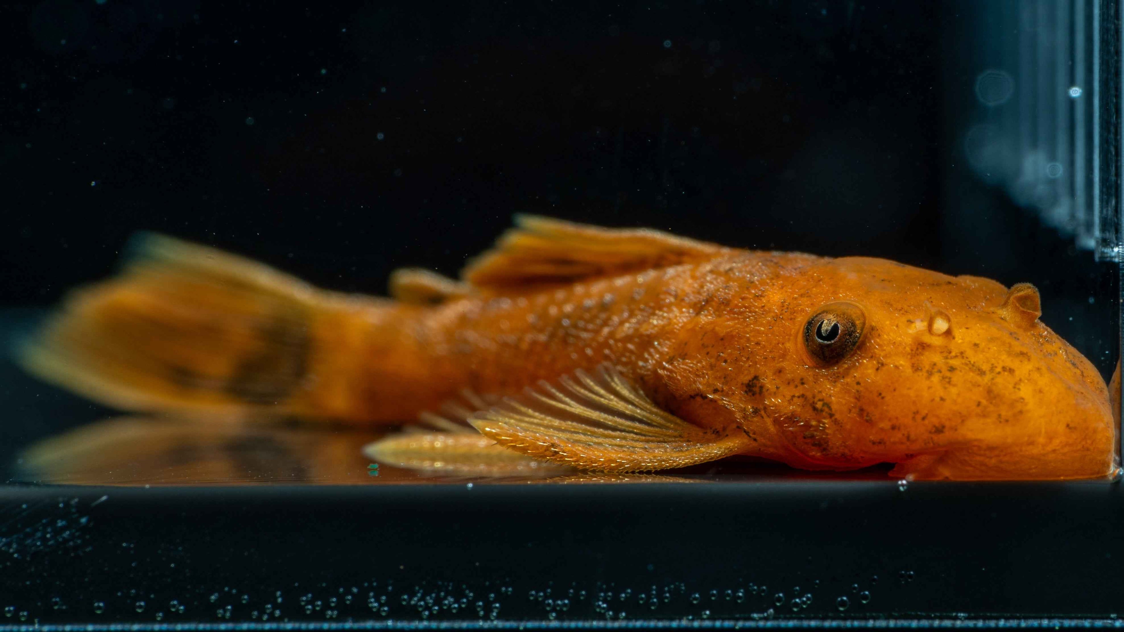 Super Red Plecostomus - Simply Aquatic