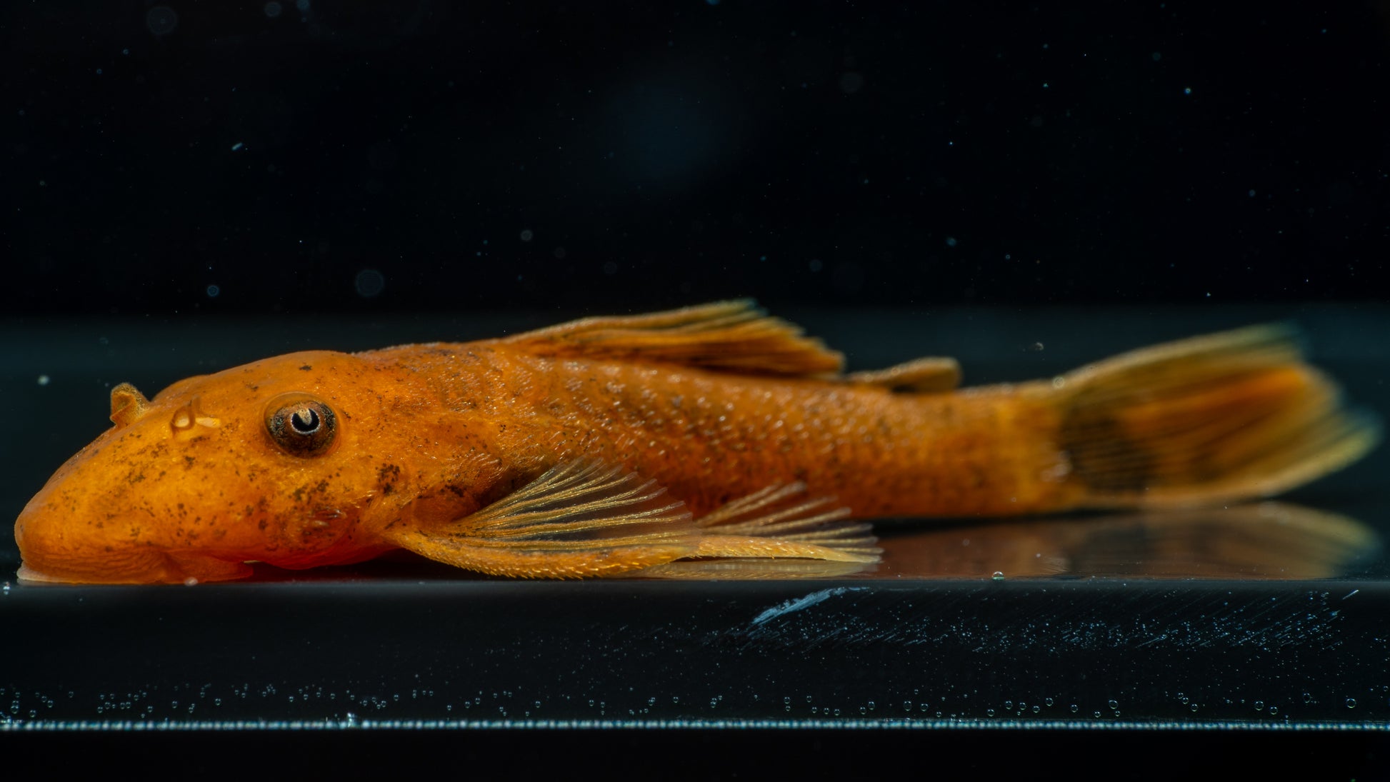 Super Red Plecostomus