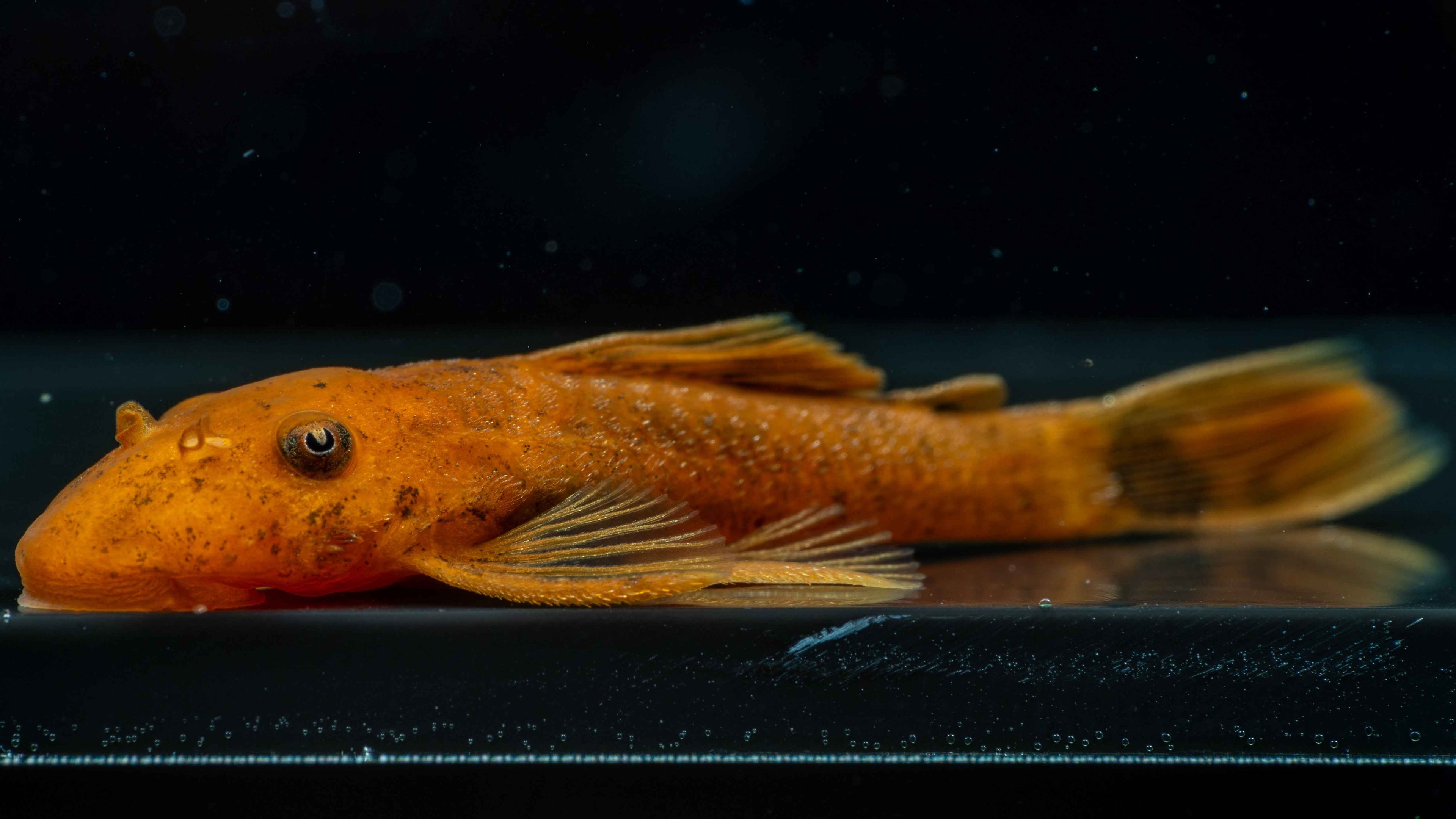 Super Red Plecostomus - Simply Aquatic