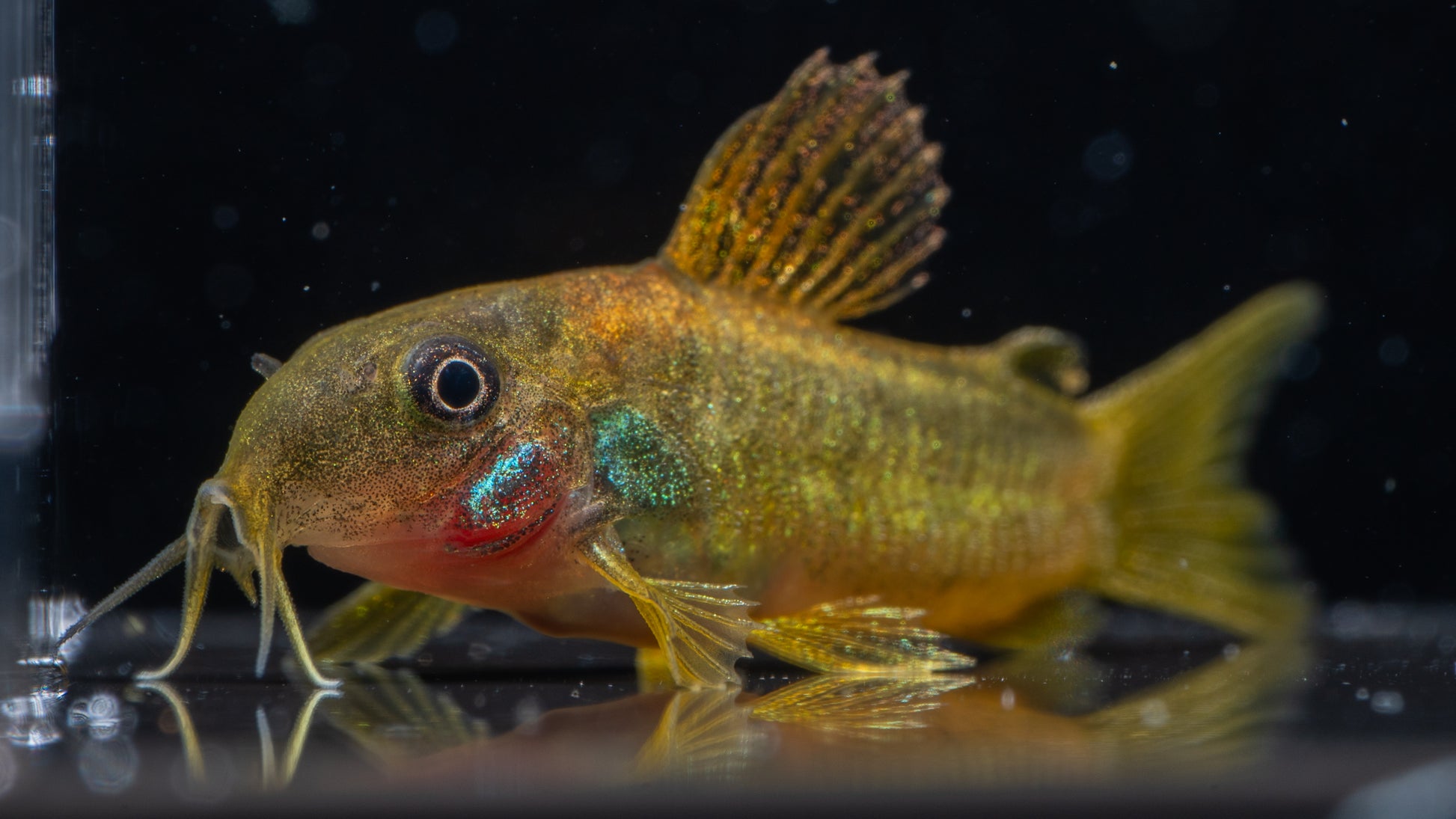 🐟 Golden Lazer Corydoras