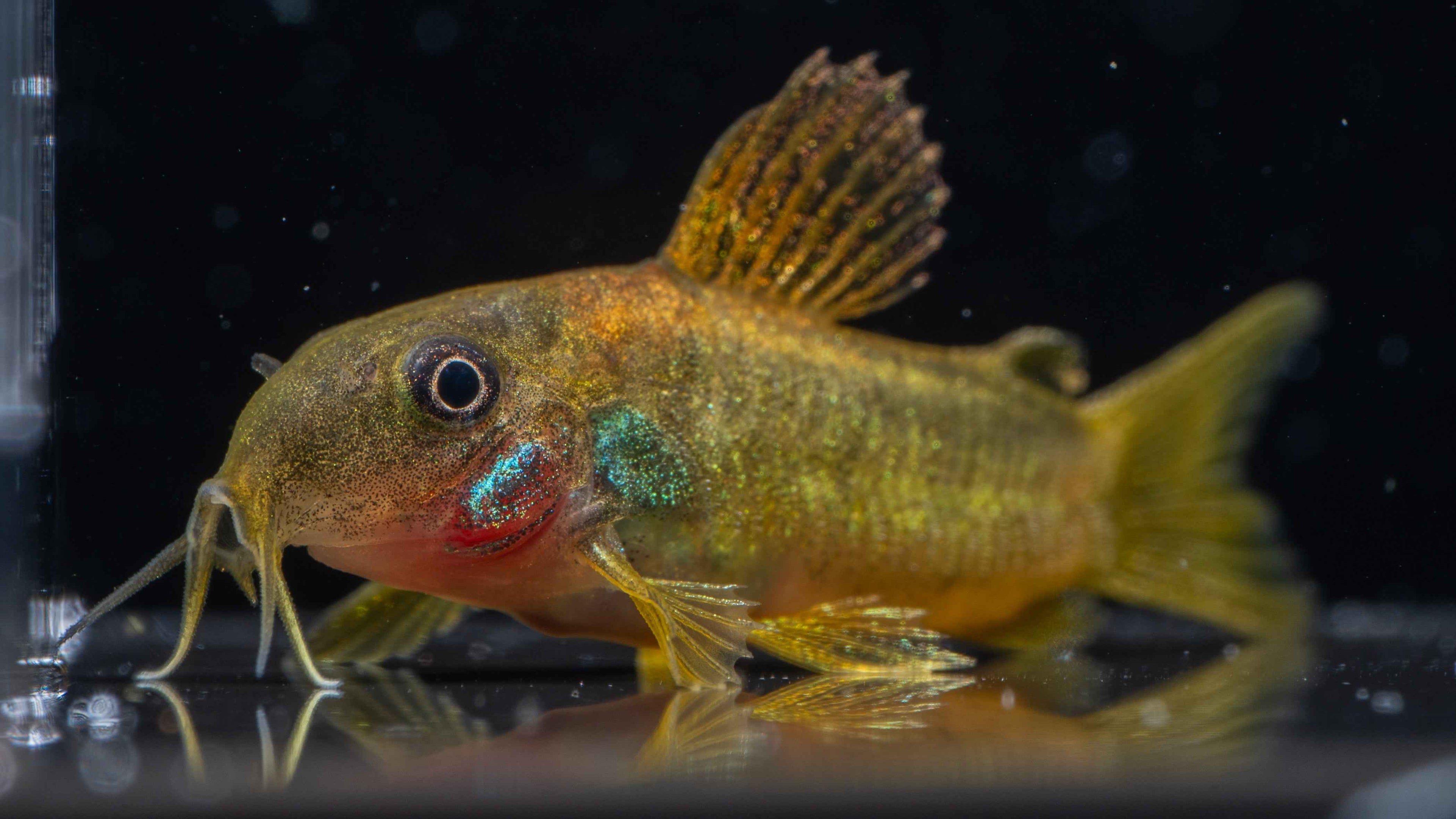 🐟 Golden Lazer Corydoras - Simply Aquatic