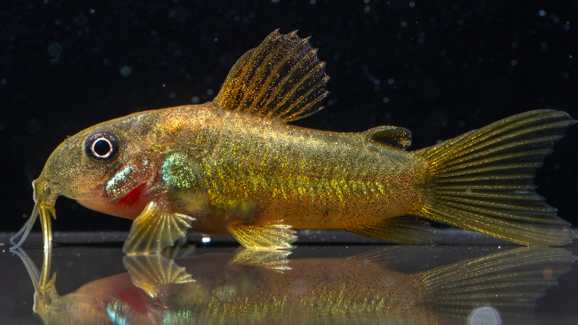 🐟 Golden Lazer Corydoras