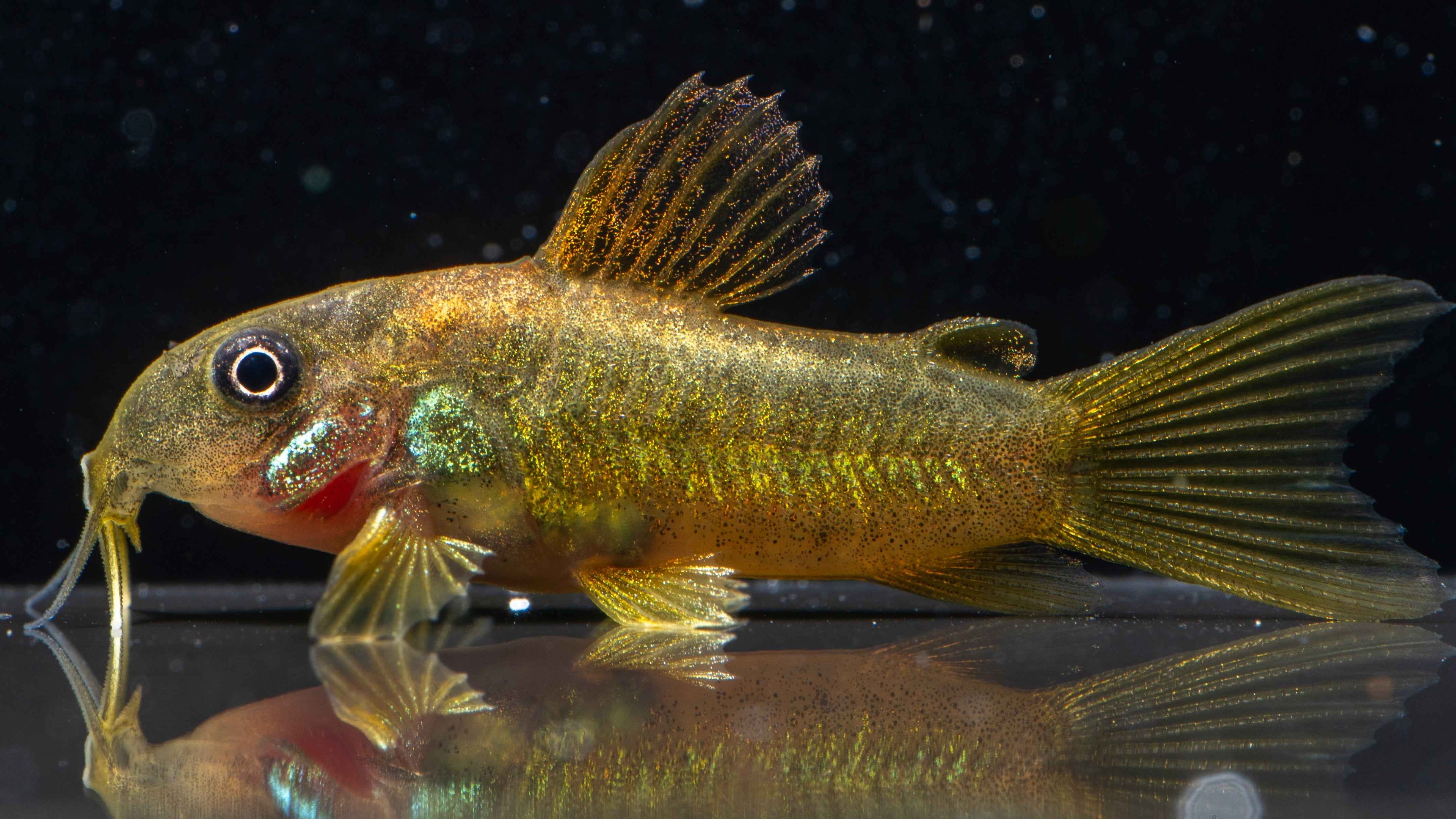 🐟 Golden Lazer Corydoras - Simply Aquatic