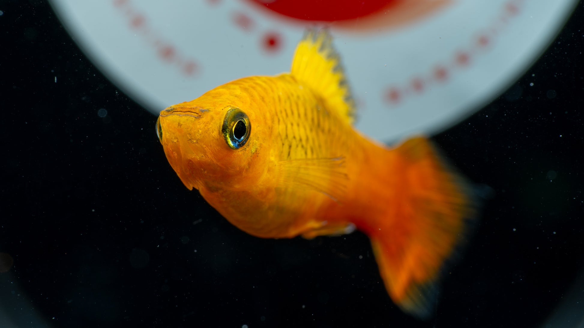 Sunset Mollies (Poecilia sphenops)