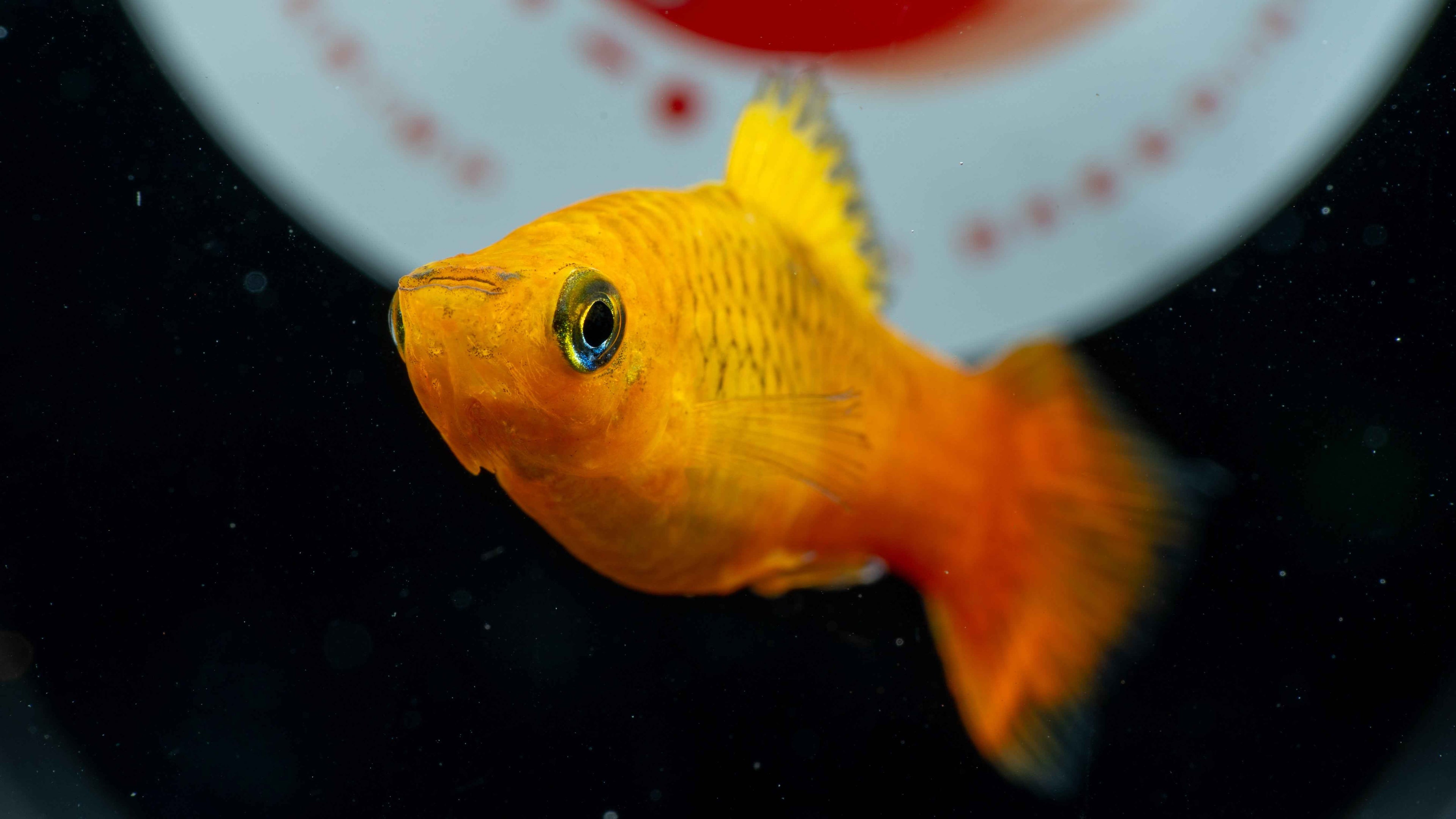 Sunset Mollies (Poecilia sphenops) - Simply Aquatic