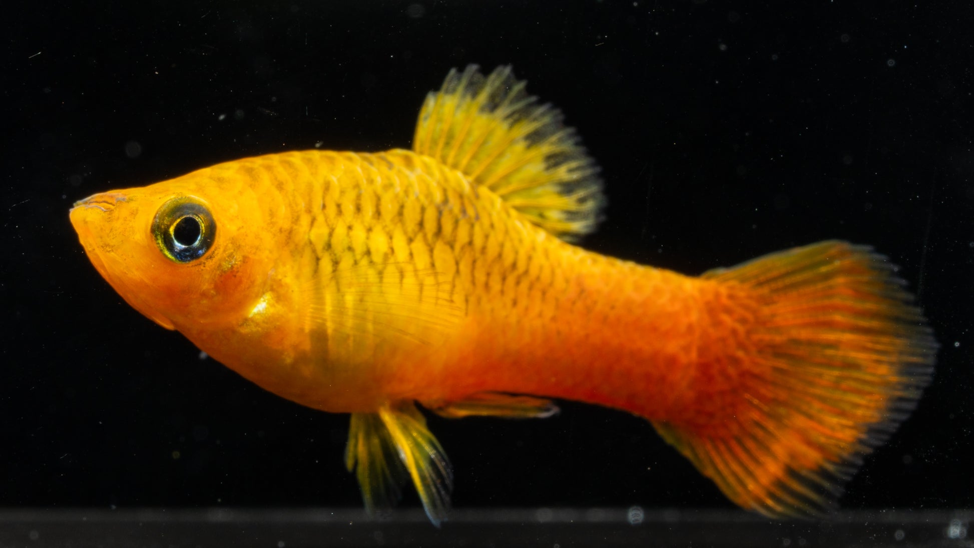 Sunset Mollies (Poecilia sphenops)