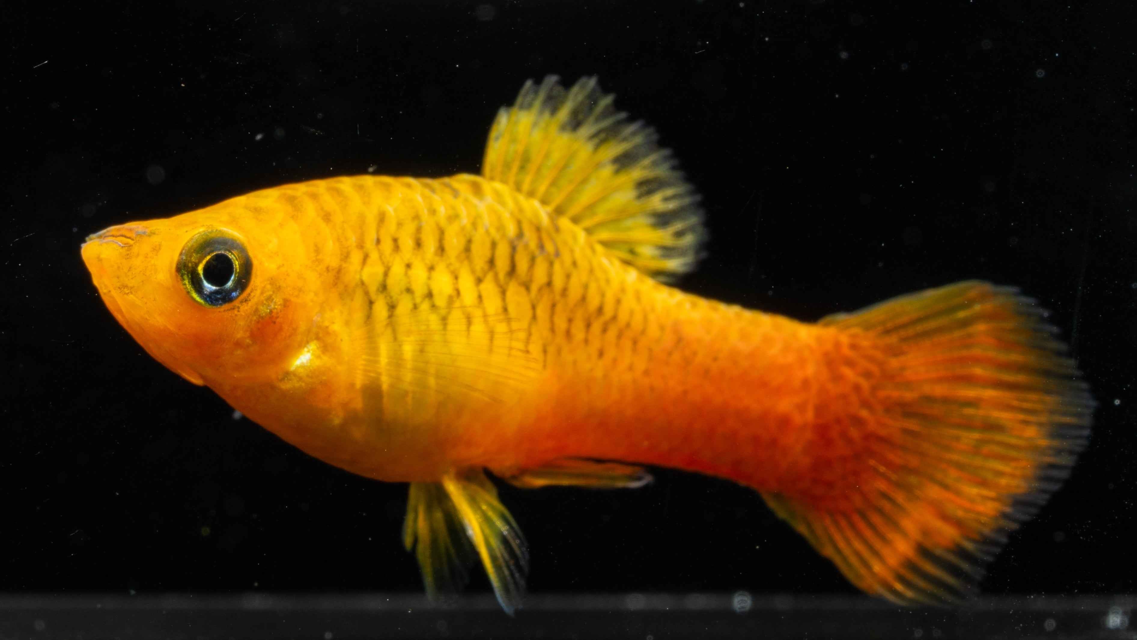 Sunset Mollies (Poecilia sphenops) - Simply Aquatic