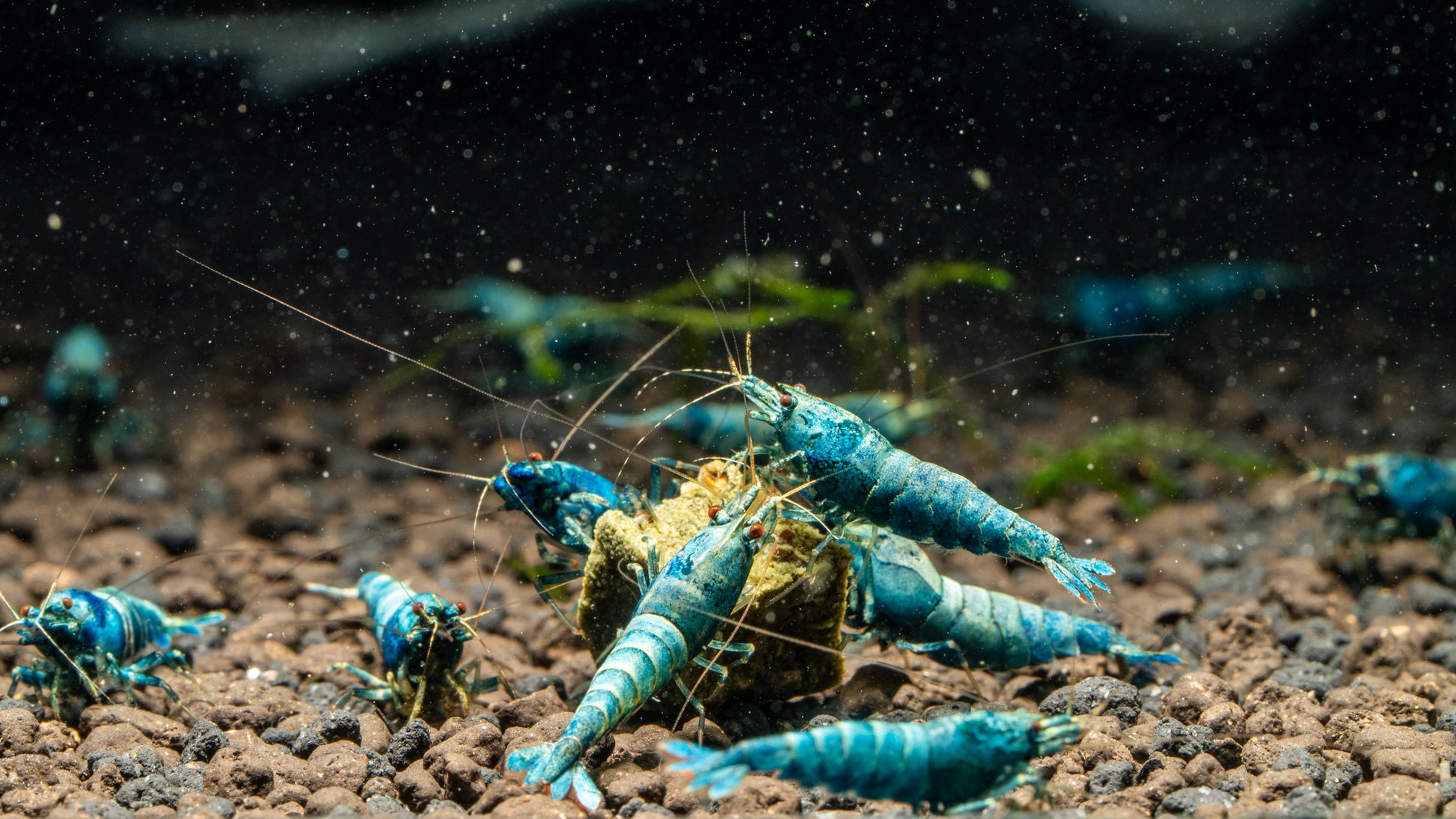 Extreme Blue Bolt Caridina