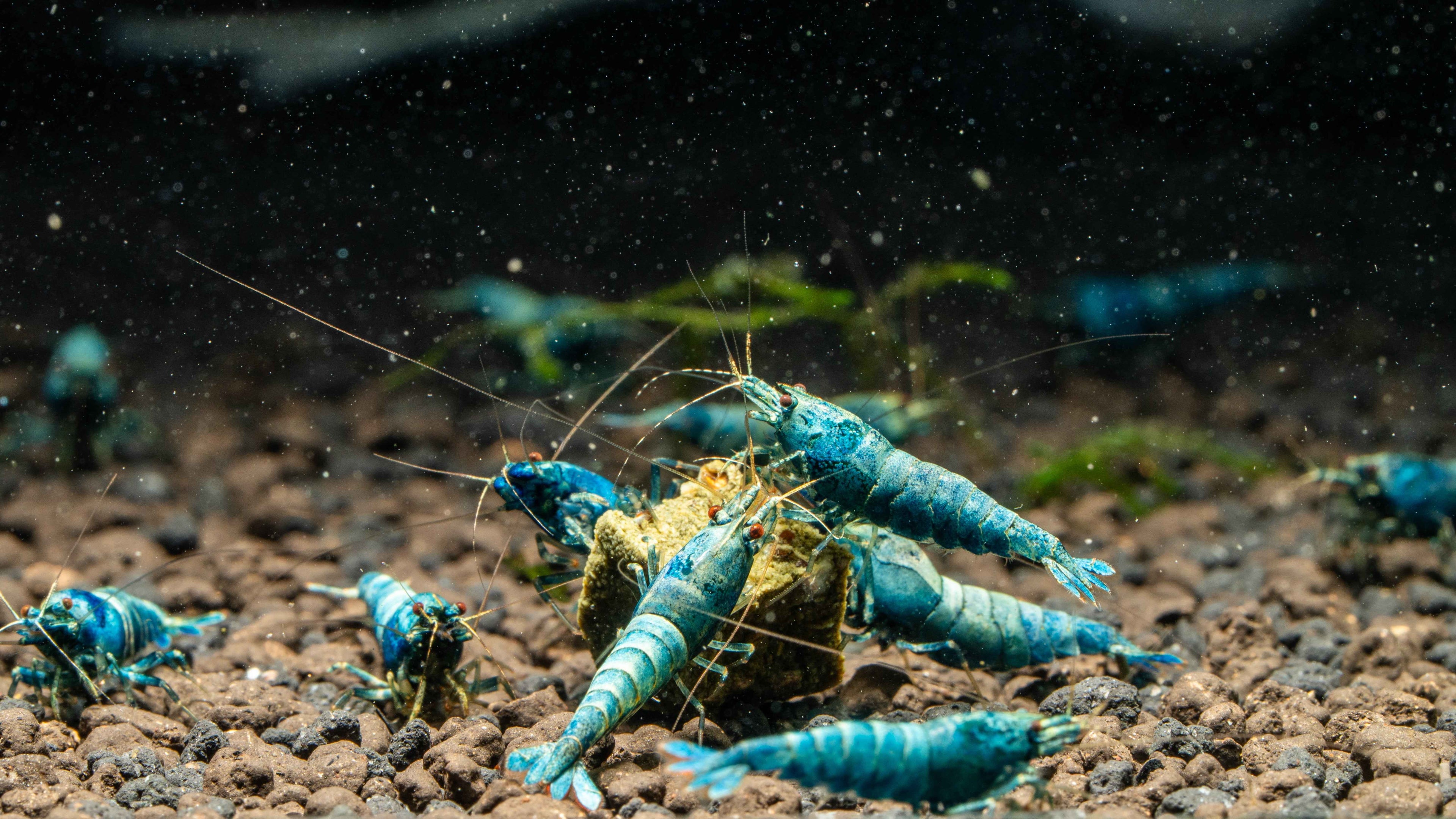 Extreme Blue Bolt Caridina - Simply Aquatic