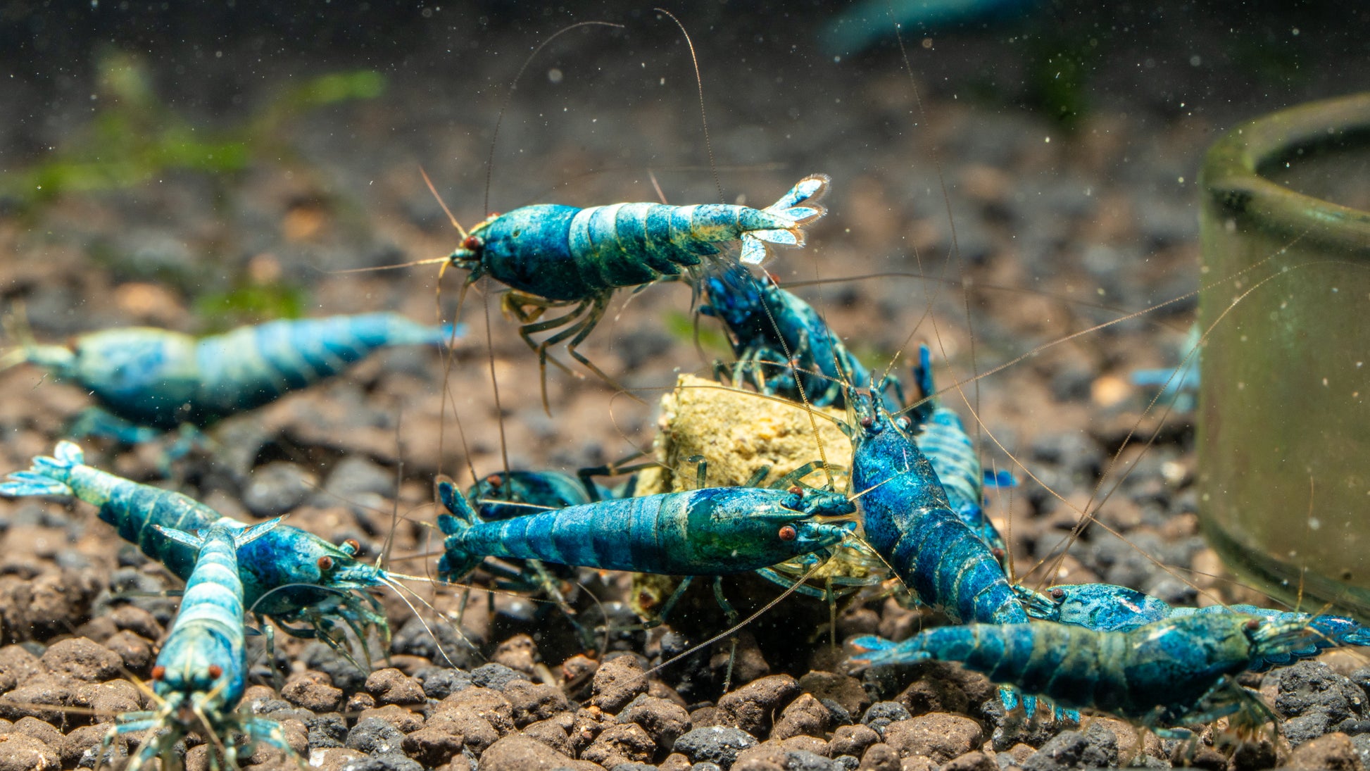 Extreme Blue Bolt Caridina
