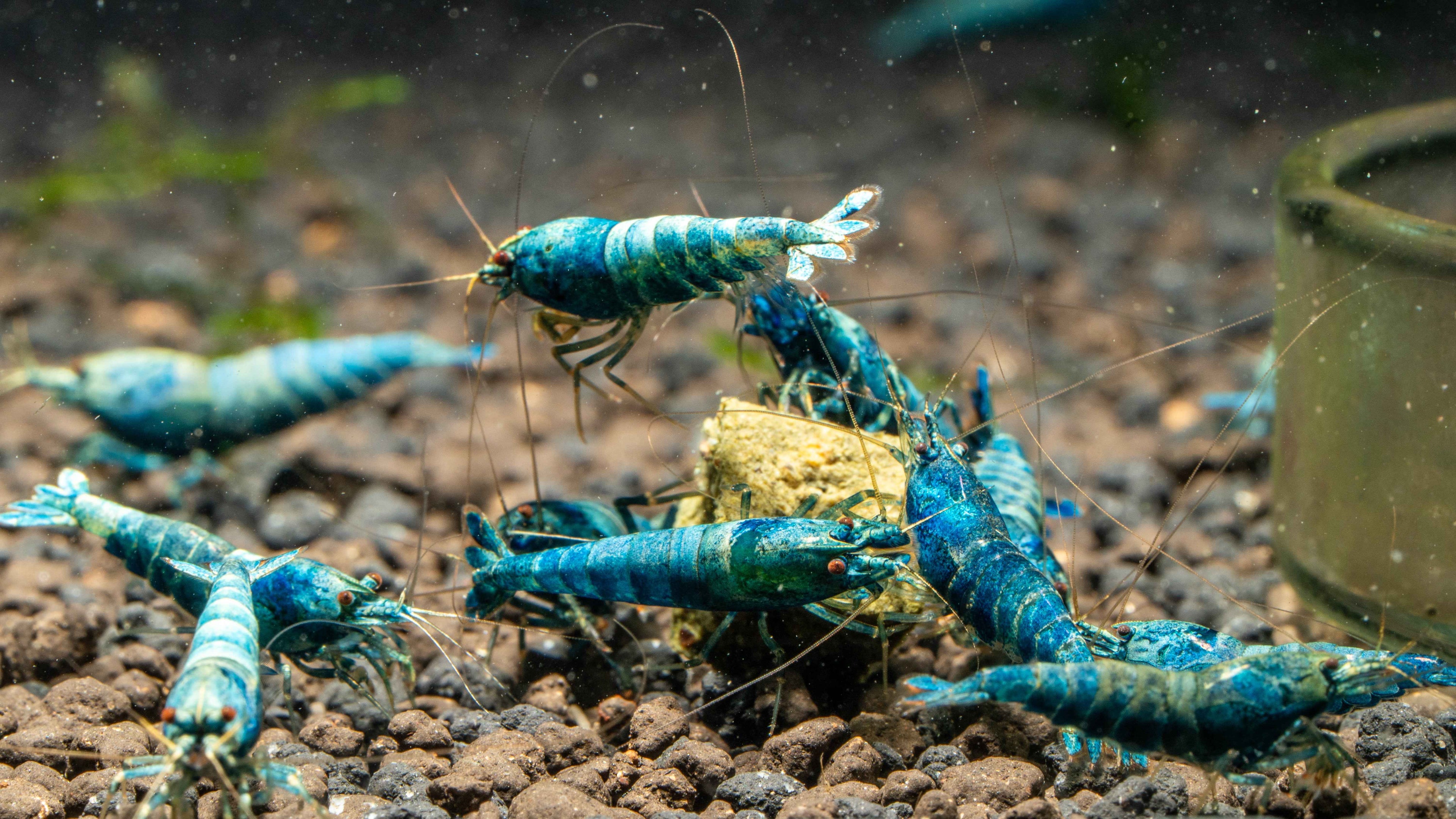 Extreme Blue Bolt Caridina - Simply Aquatic