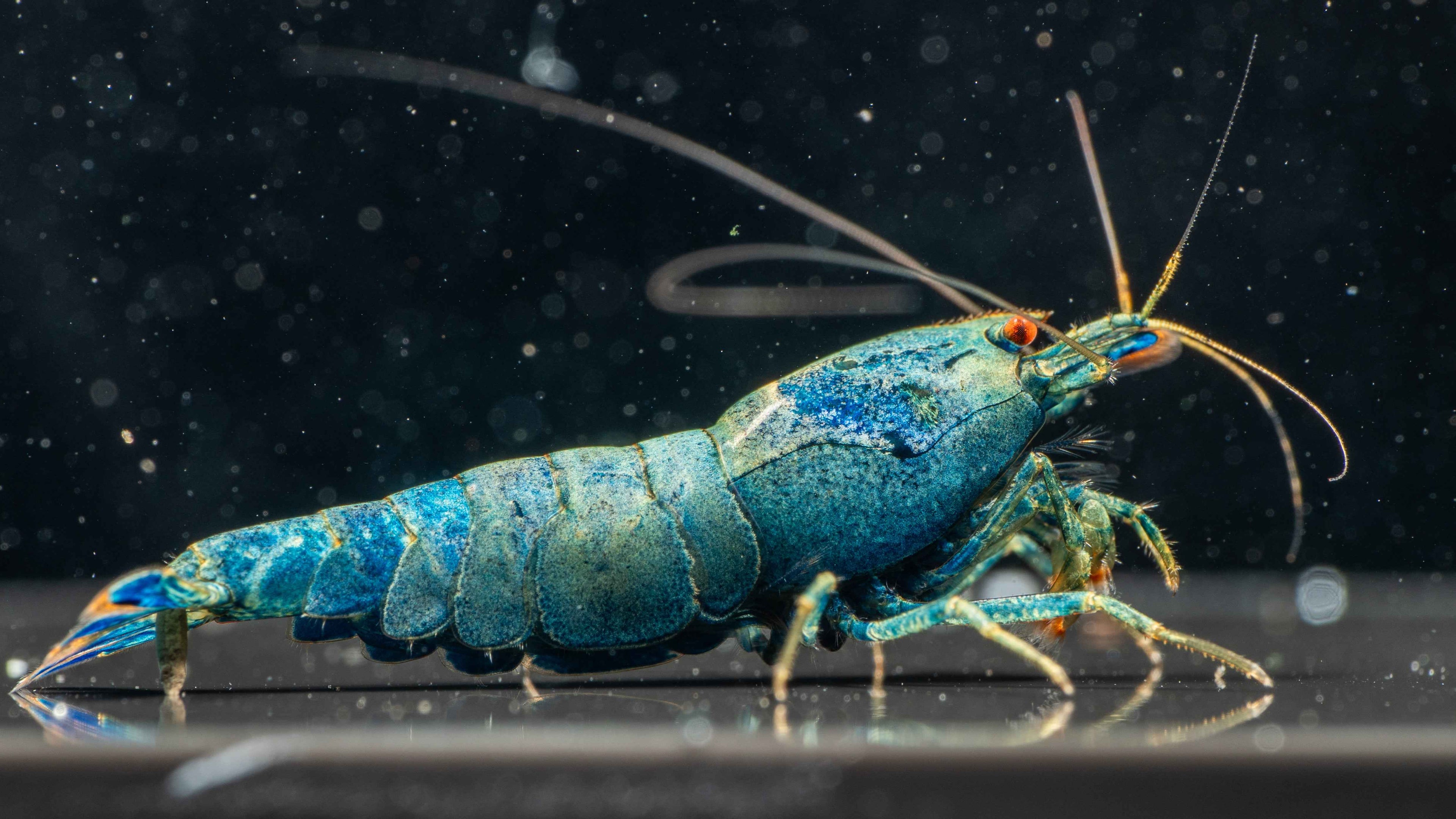 Extreme Blue Bolt Caridina - Simply Aquatic