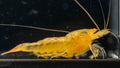 OE Orange Ghost Caridina - Simply Aquatic