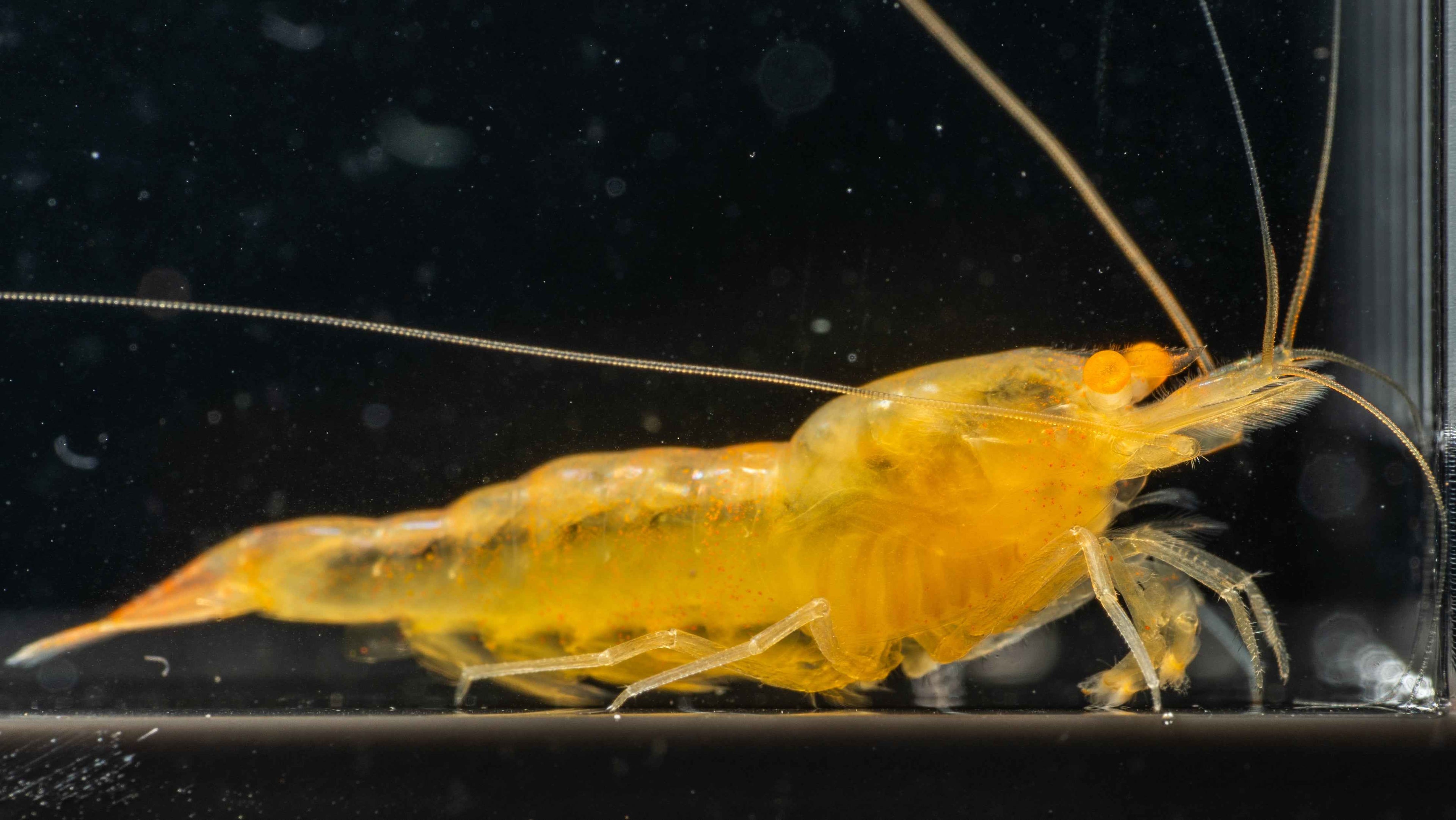 OE Orange Ghost Caridina - Simply Aquatic