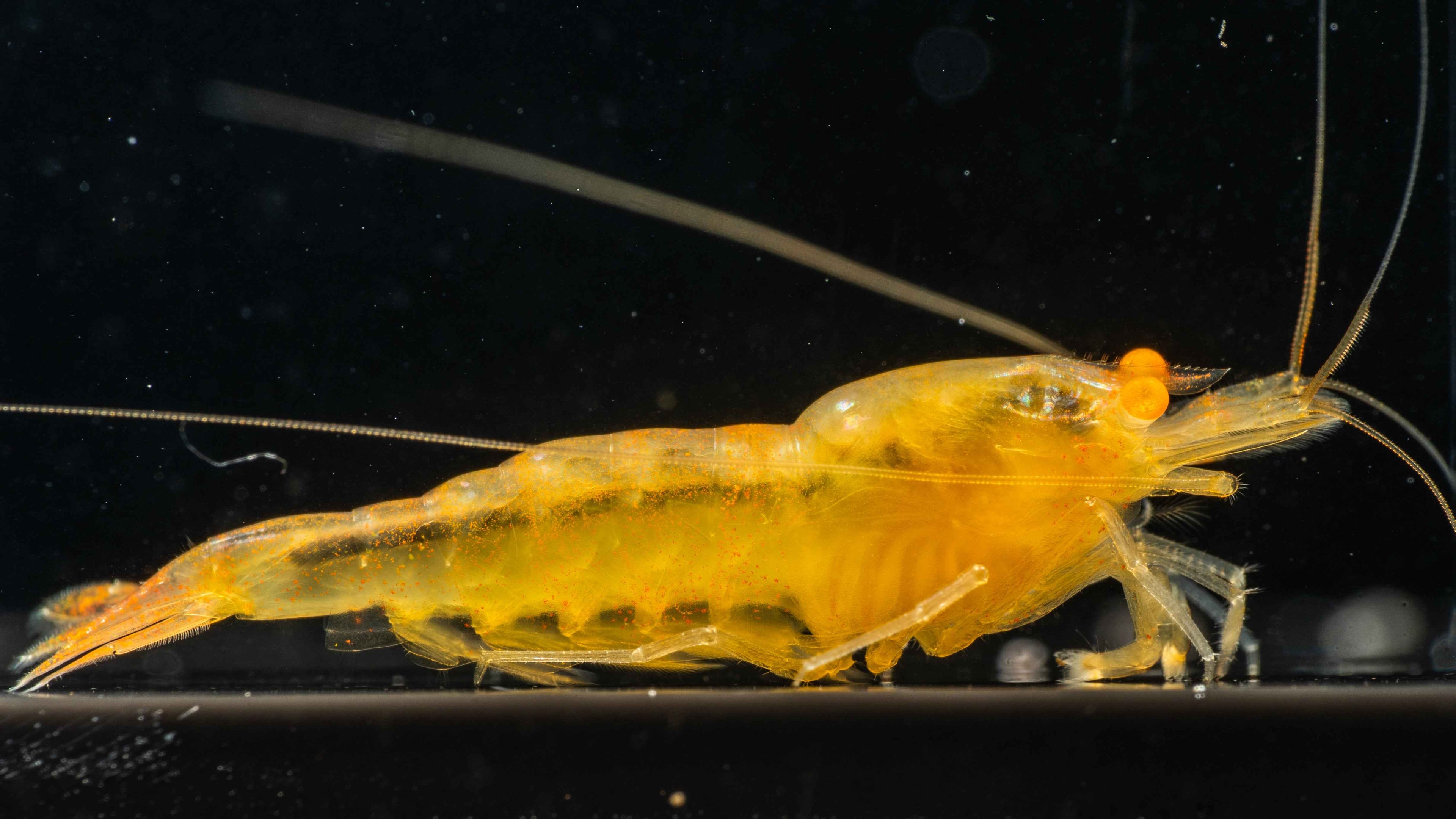 OE Orange Ghost Caridina - Simply Aquatic