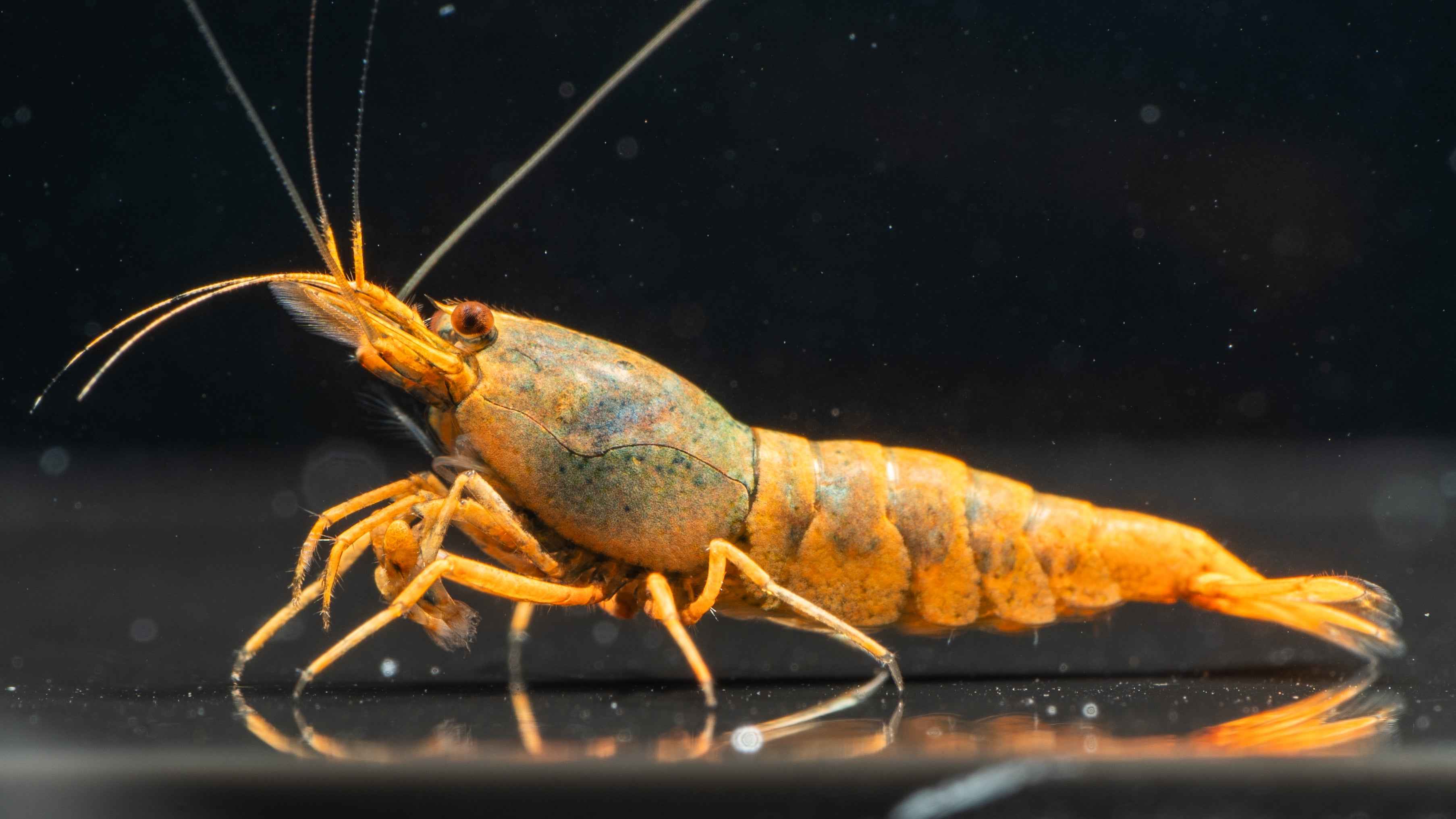 Orange Base Super Steel - Simply Aquatic