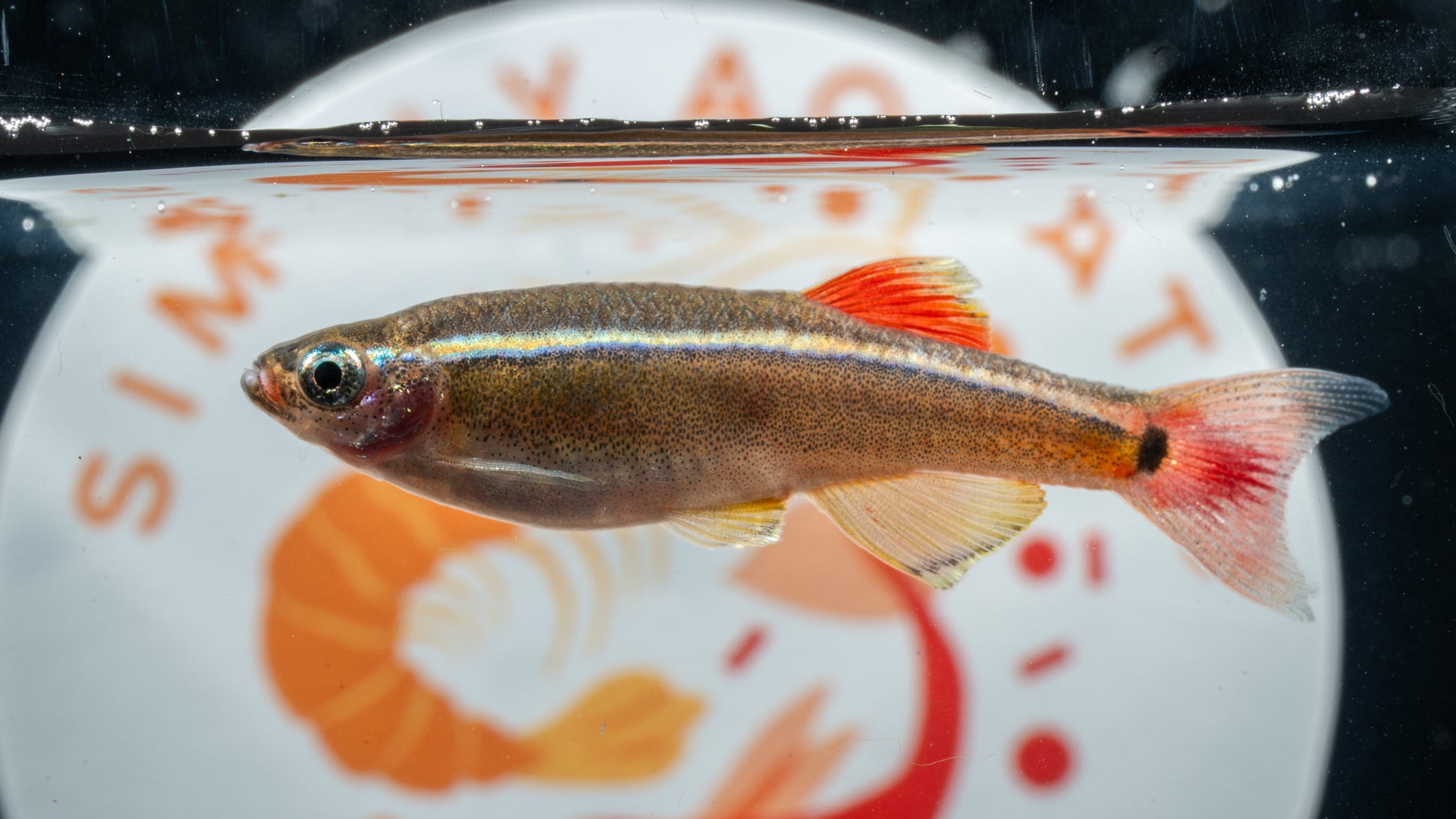 White Cloud Mountain Minnows (Tanichthys albonubes)