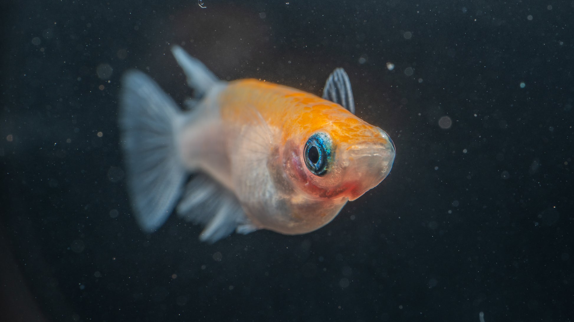 🐟 Orange Medaka Ricefish