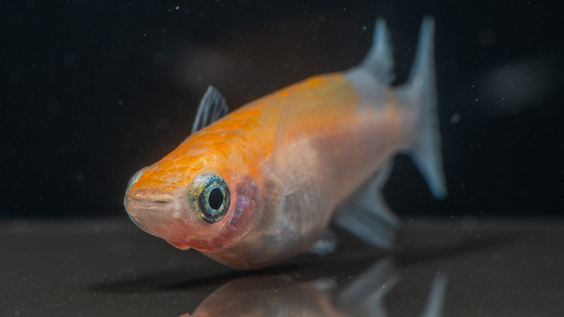 🐟 Orange Medaka Ricefish