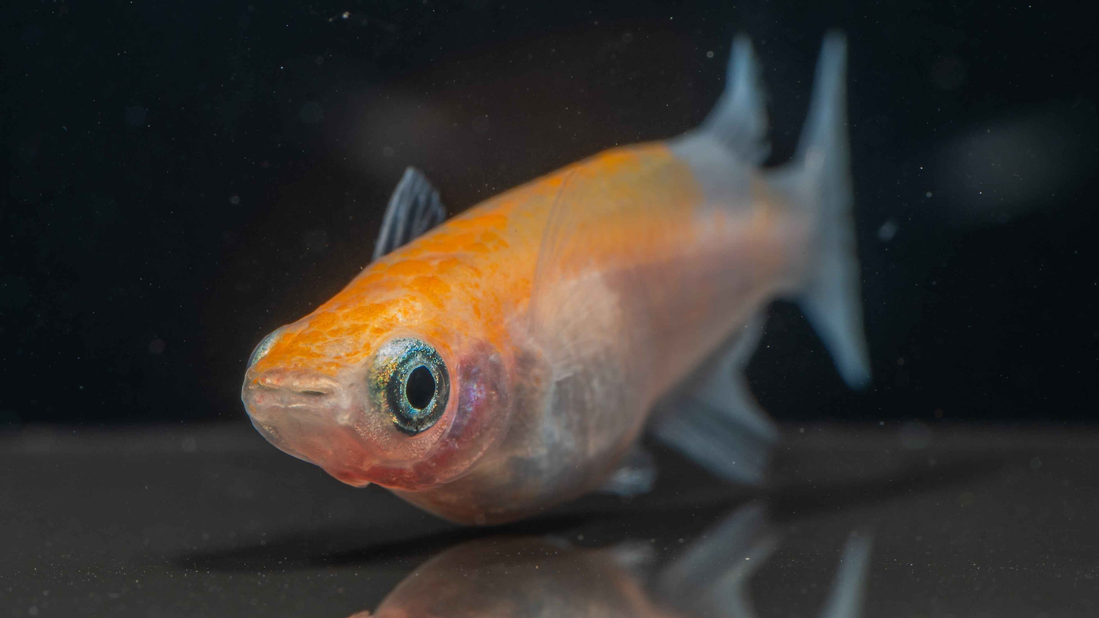 🐟 Orange Medaka Ricefish - Simply Aquatic