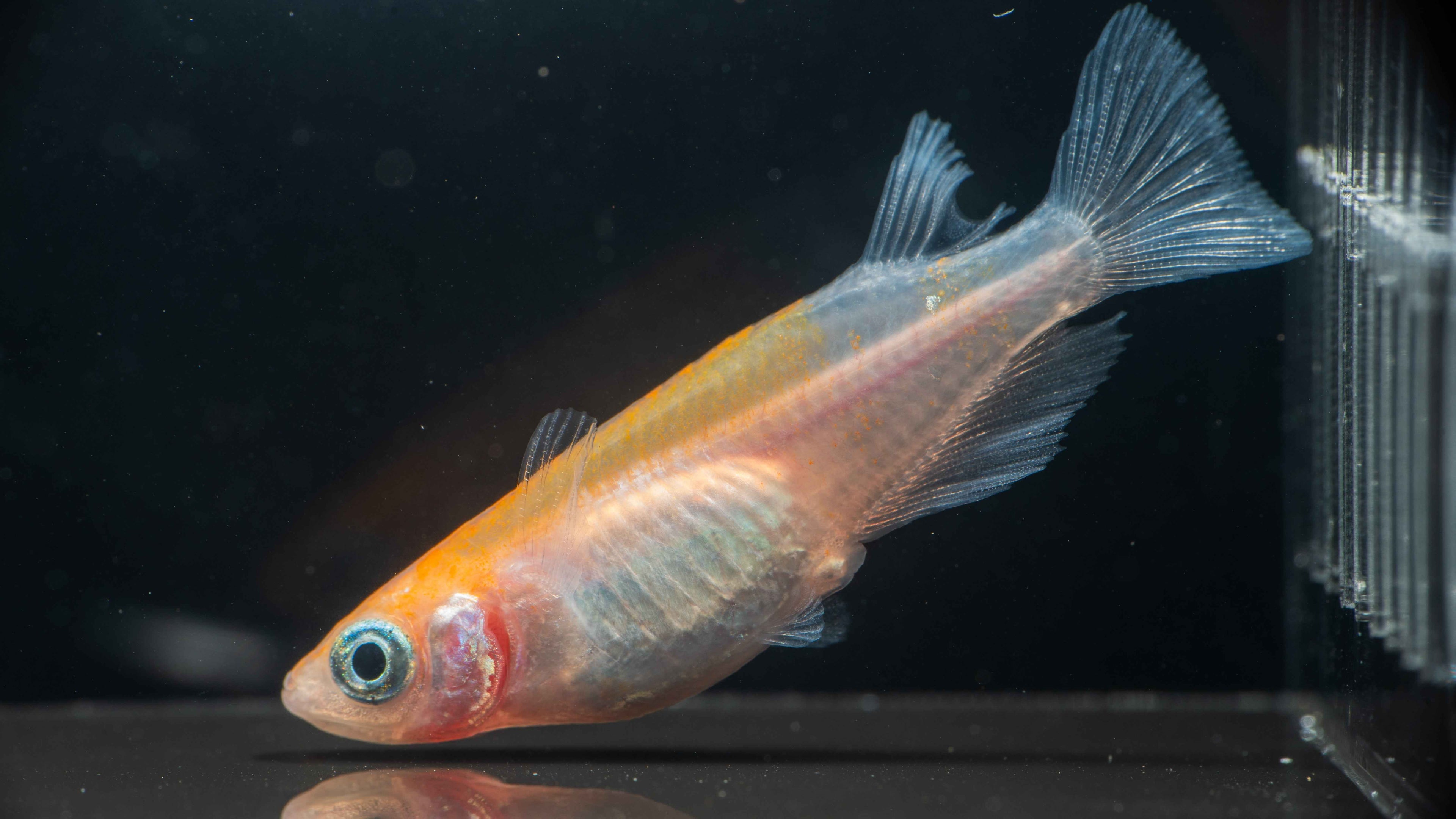 🐟 Orange Medaka Ricefish - Simply Aquatic