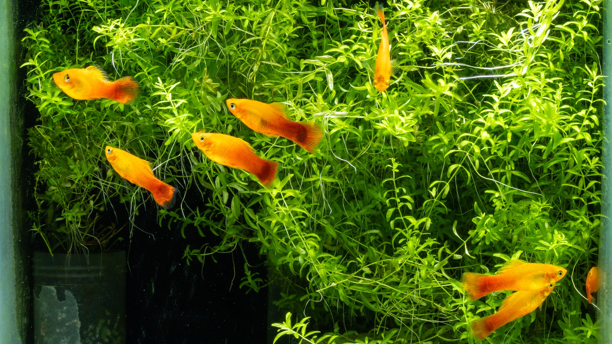 Sunset Mollies (Poecilia sphenops)
