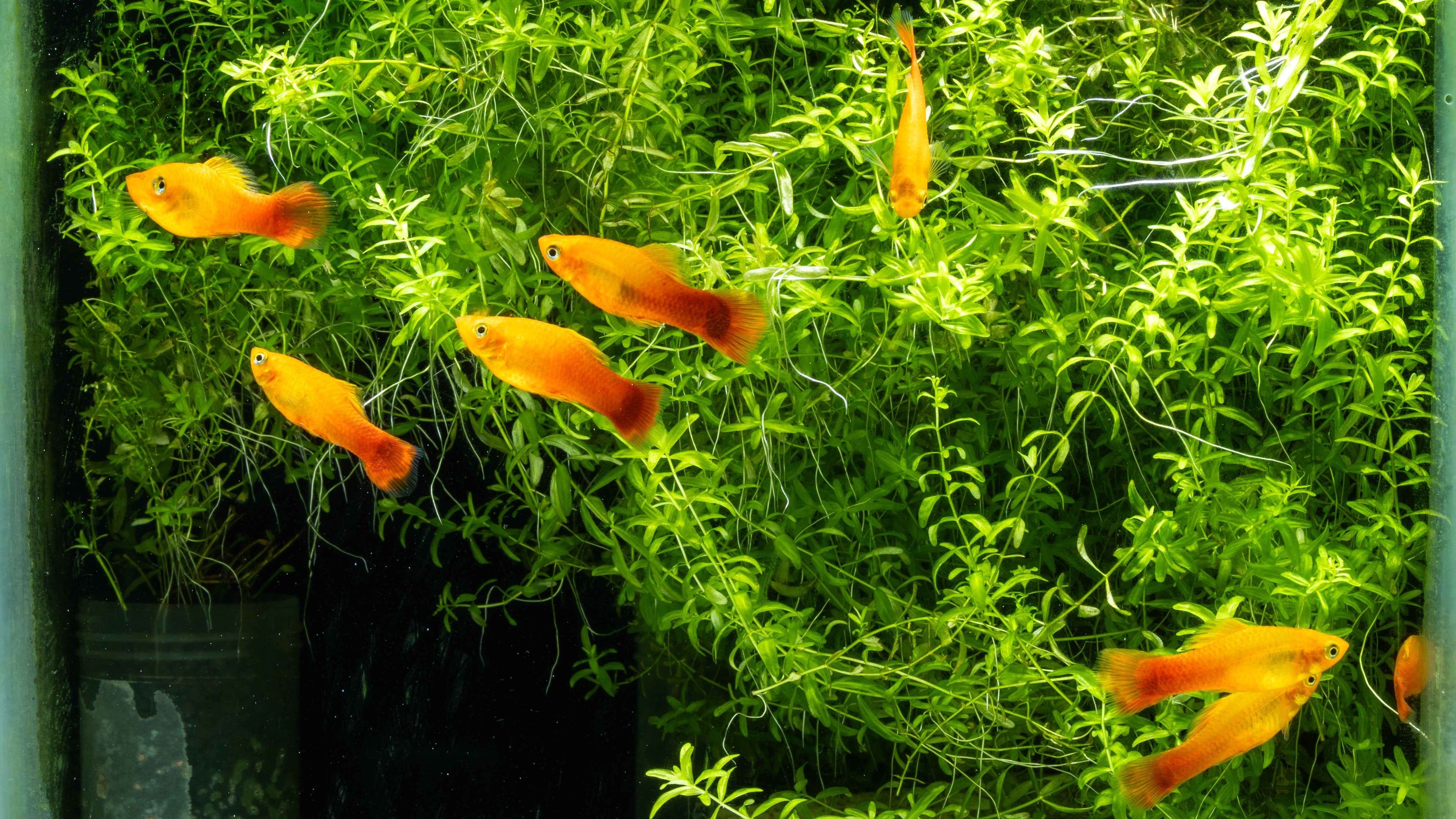 Sunset Mollies (Poecilia sphenops) - Simply Aquatic