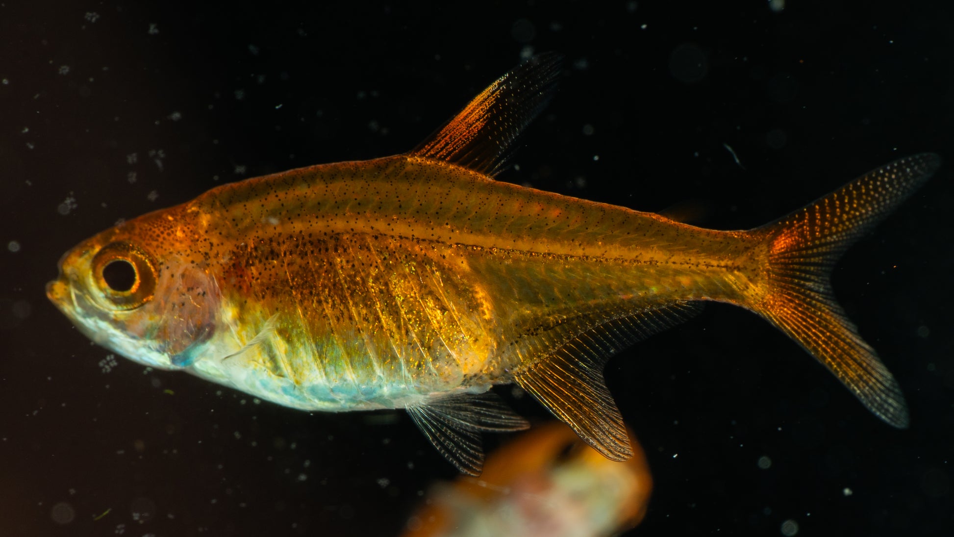 Ember Tetra (Hyphessobrycon amandae)