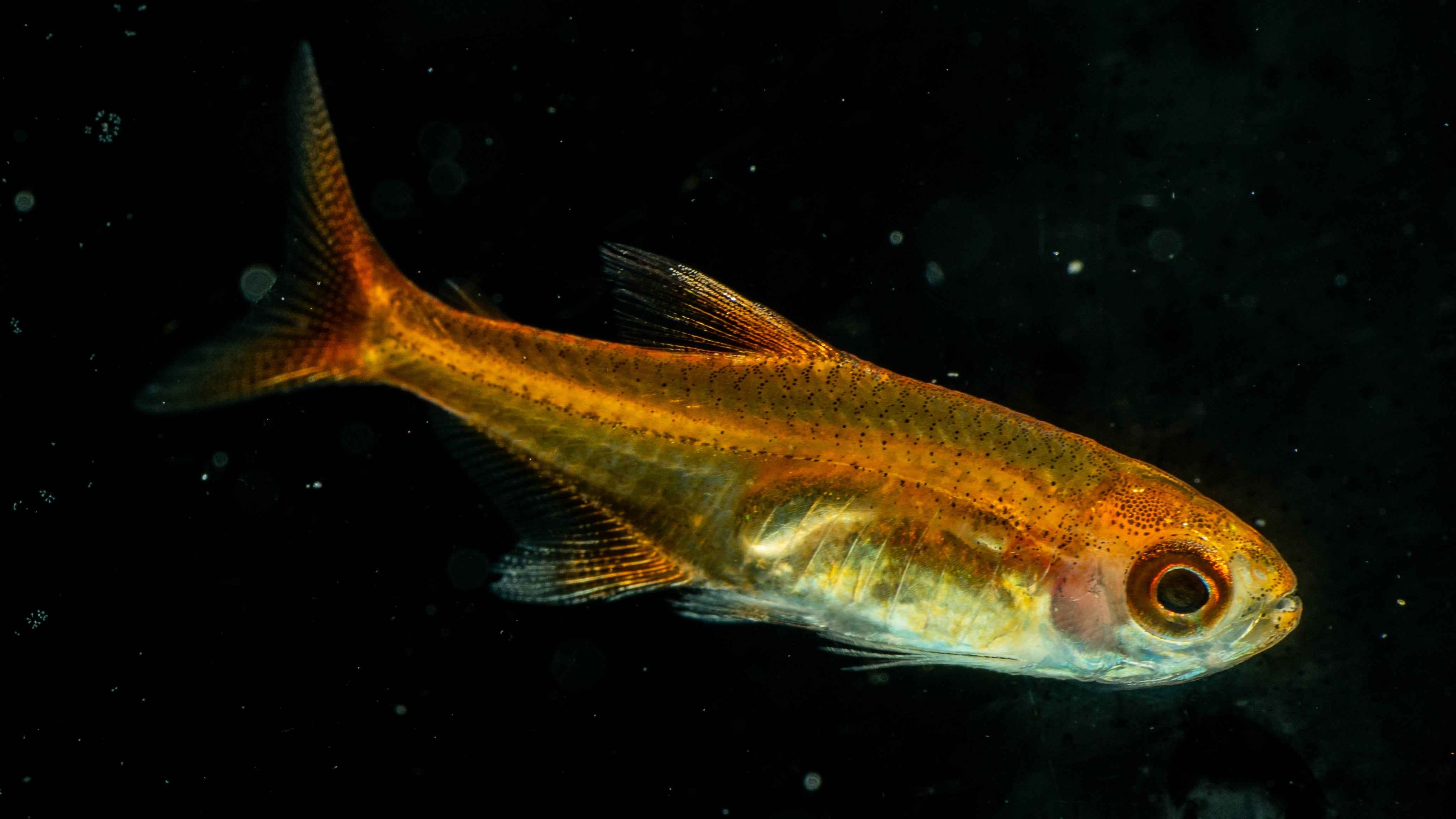 Ember Tetra (Hyphessobrycon amandae) - Simply Aquatic