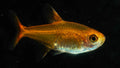 Ember Tetra (Hyphessobrycon amandae) - Simply Aquatic