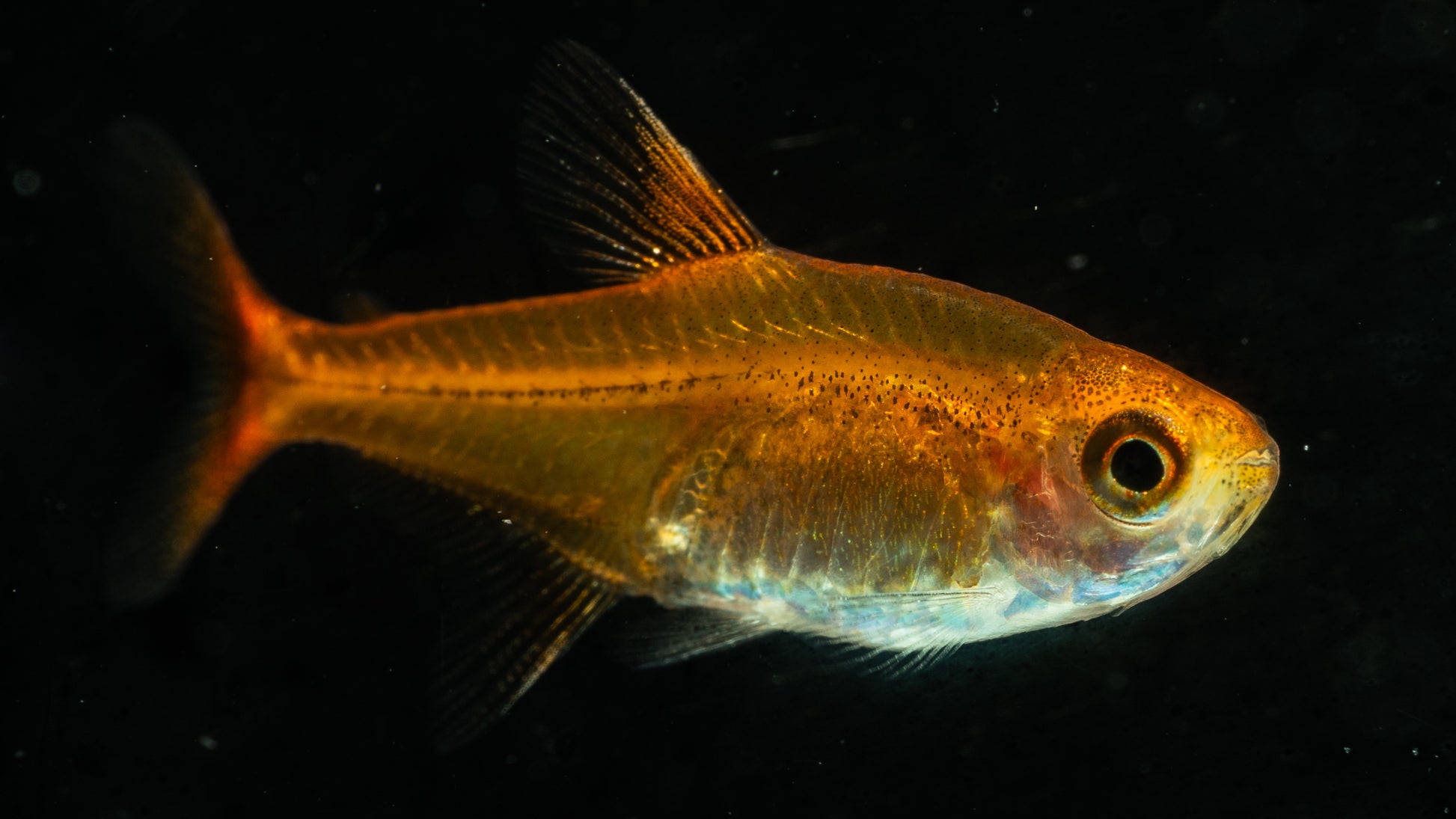 Ember Tetra (Hyphessobrycon amandae)