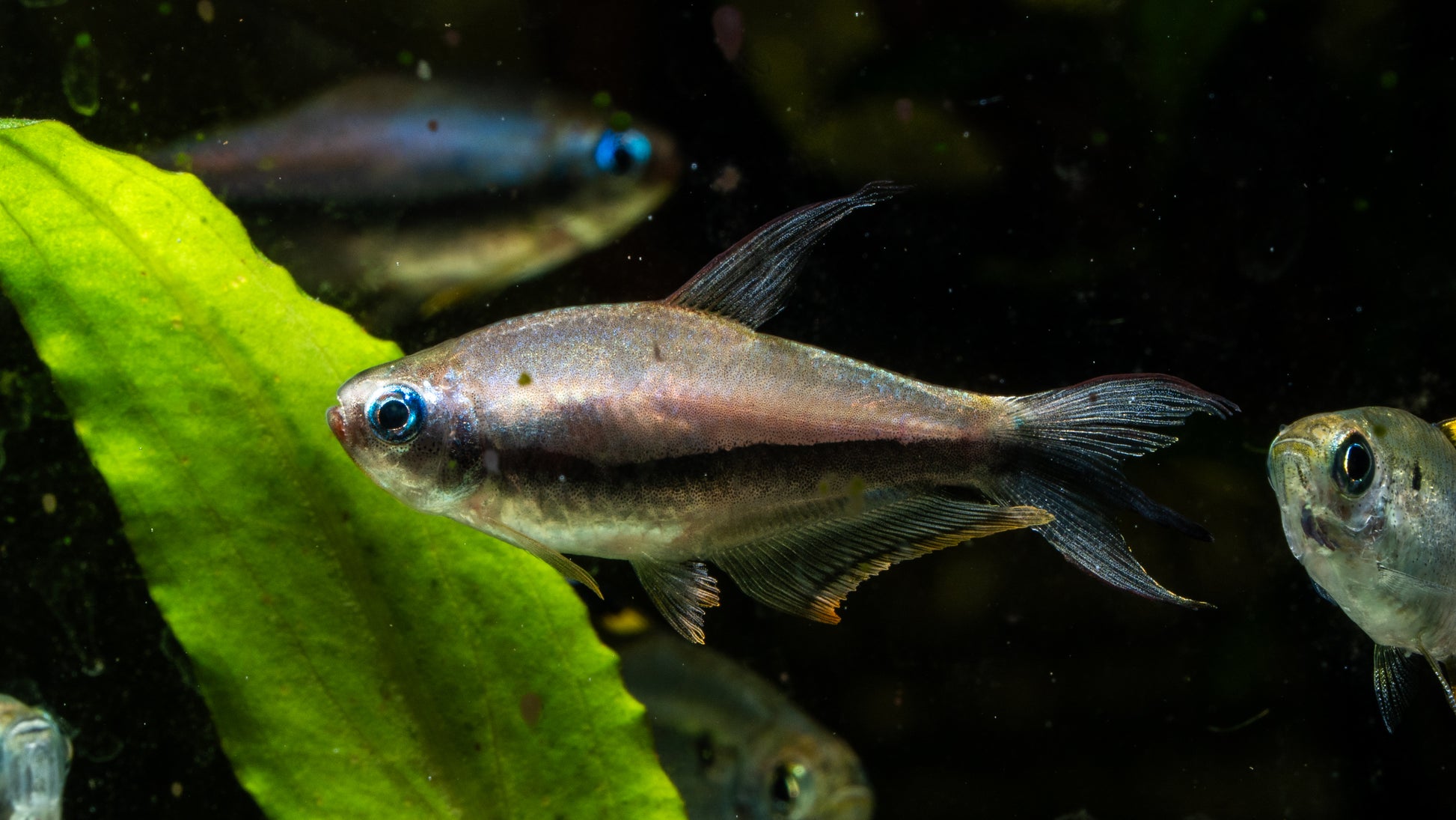 Emperor Tetra (Nematobrycon palmeri)
