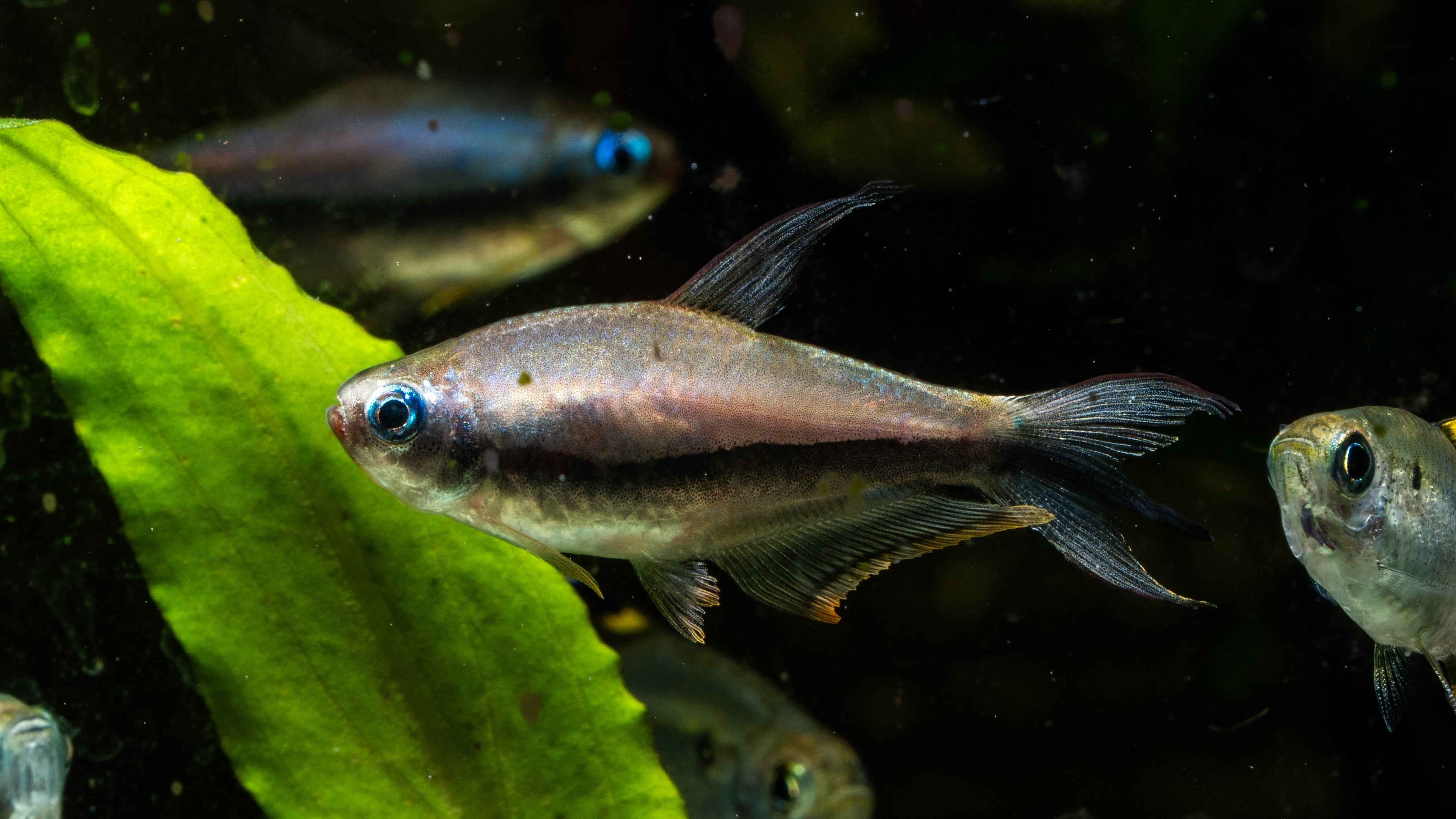 Emperor Tetra (Nematobrycon palmeri) - Simply Aquatic