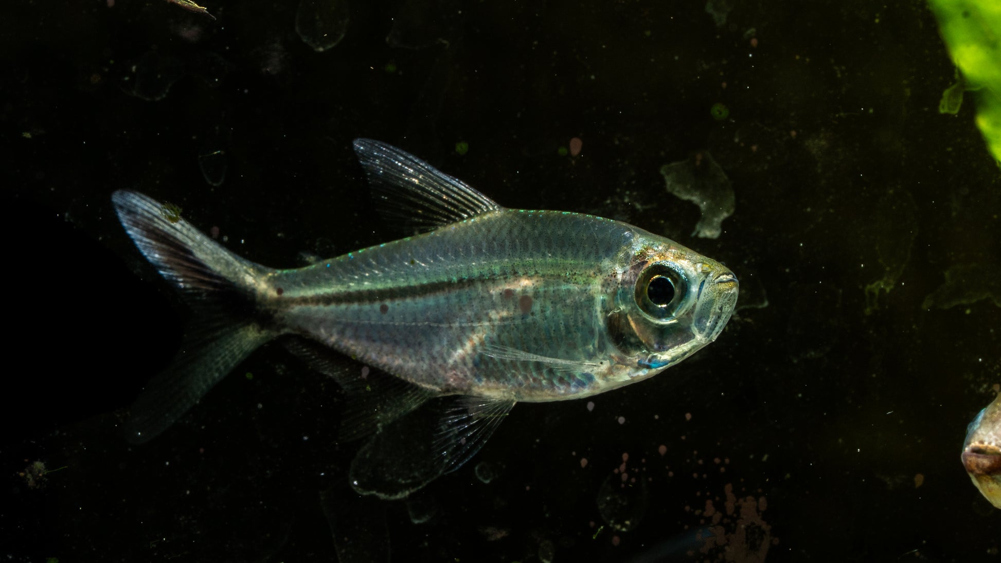 Moenkhausia costae (Tetra-Black Line Tail)