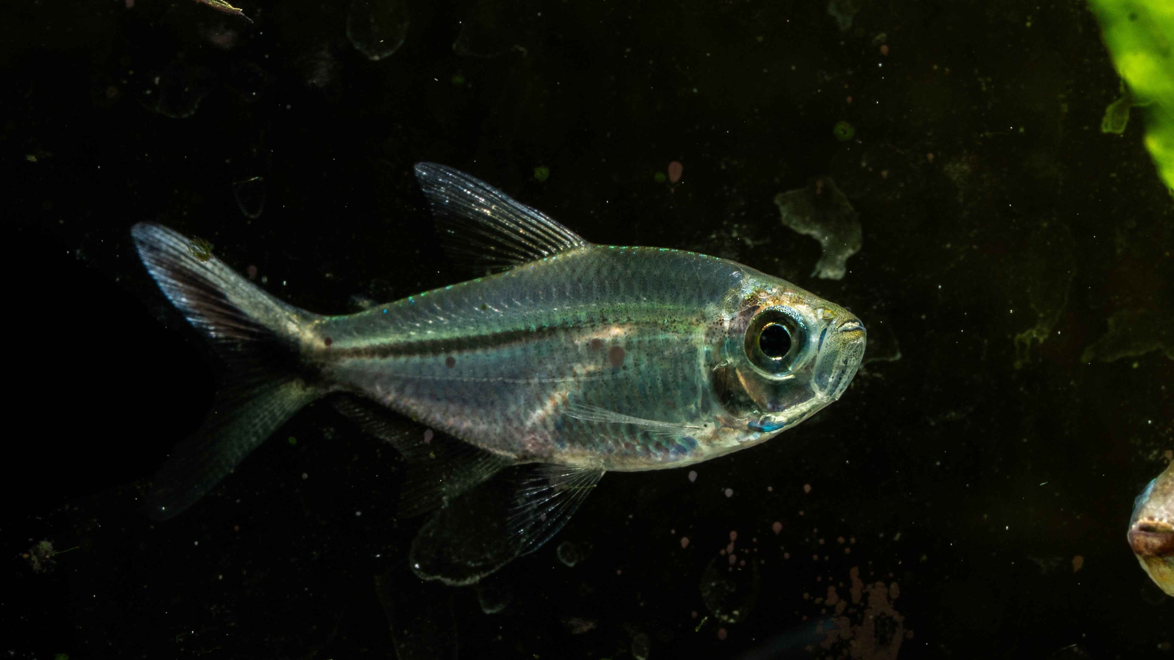 Moenkhausia costae (Tetra-Black Line Tail) - Simply Aquatic