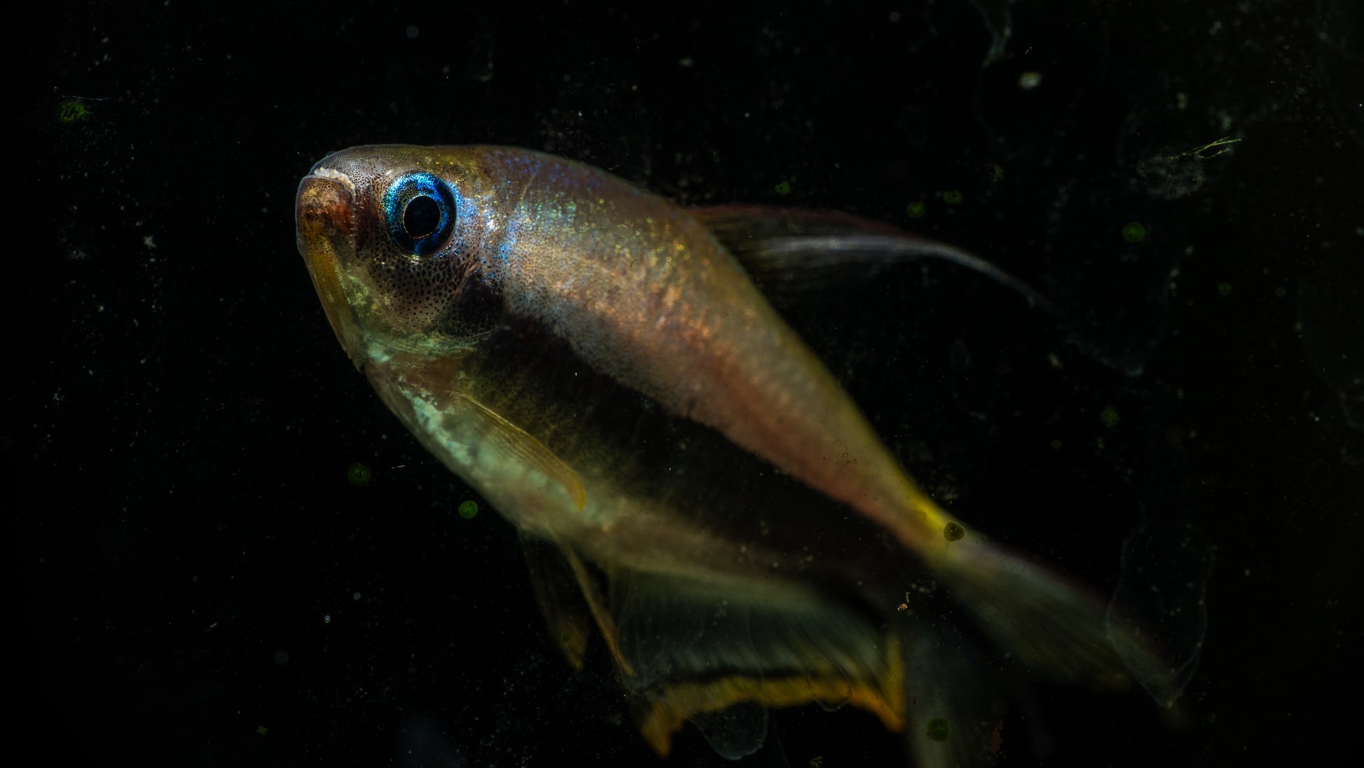 Emperor Tetra (Nematobrycon palmeri)
