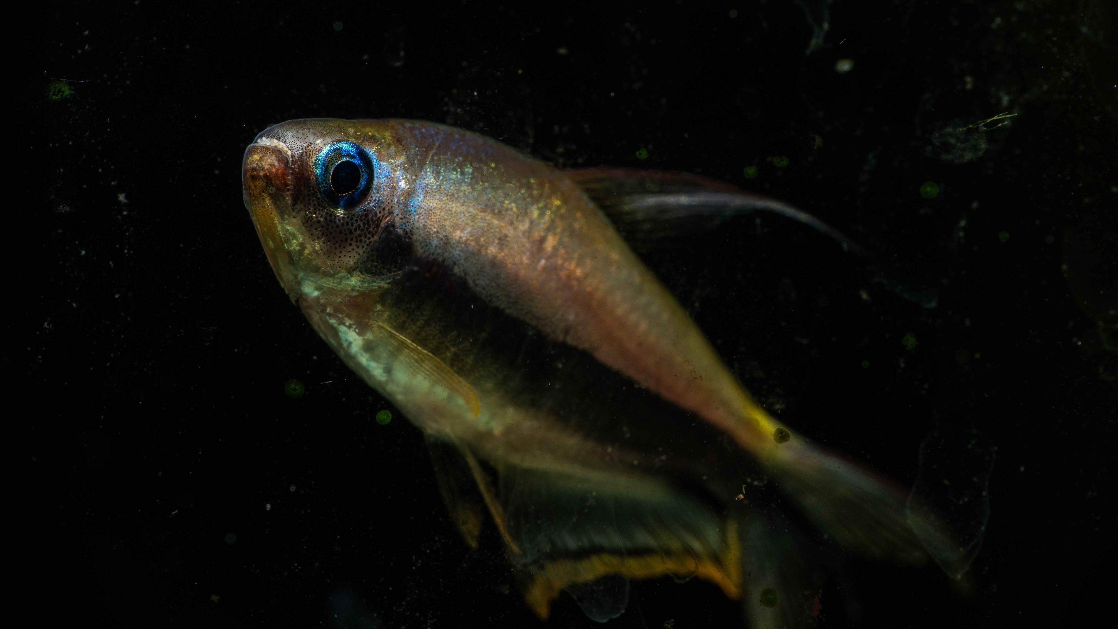 Emperor Tetra (Nematobrycon palmeri) - Simply Aquatic