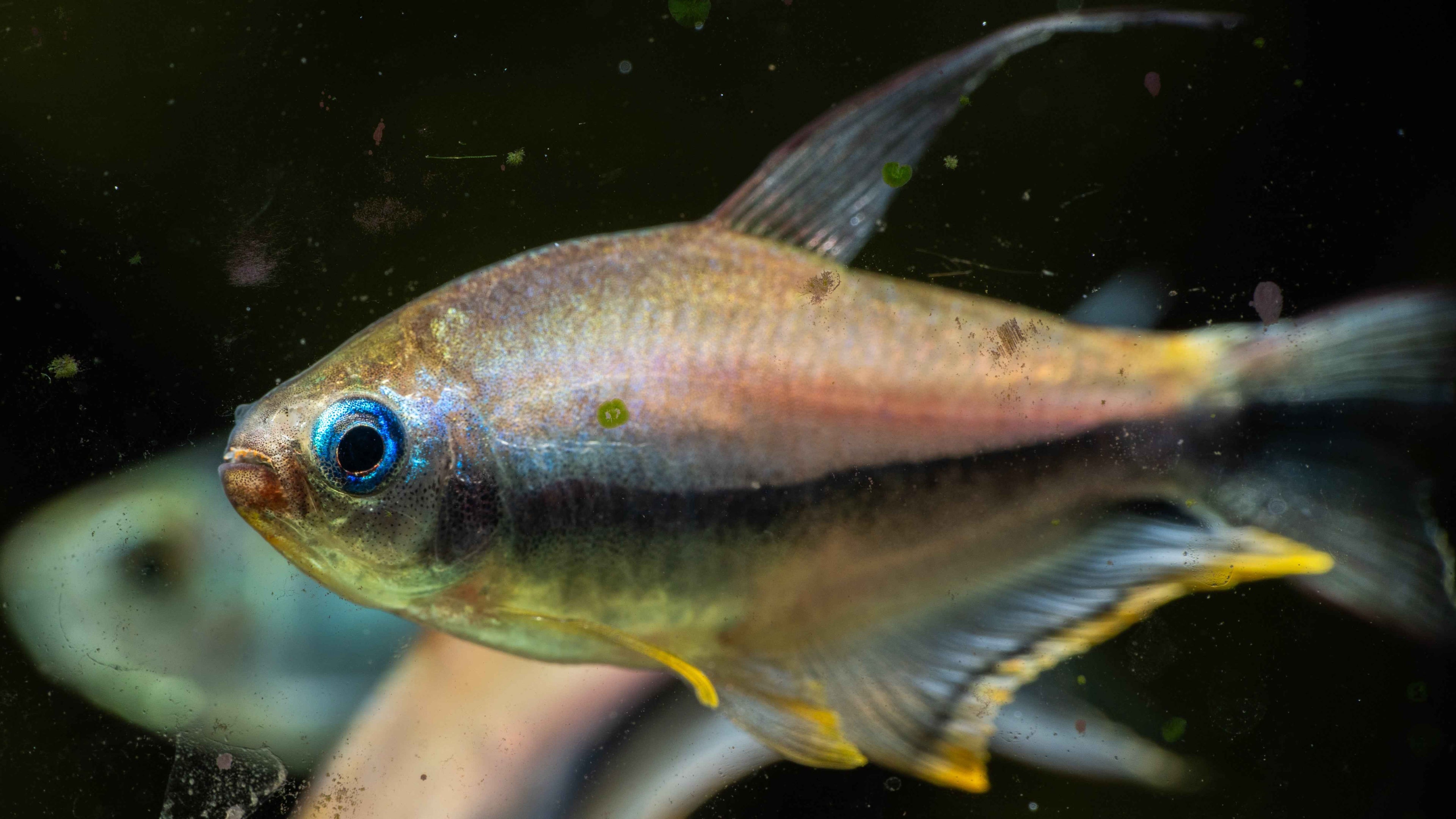 Emperor Tetra (Nematobrycon palmeri) - Simply Aquatic