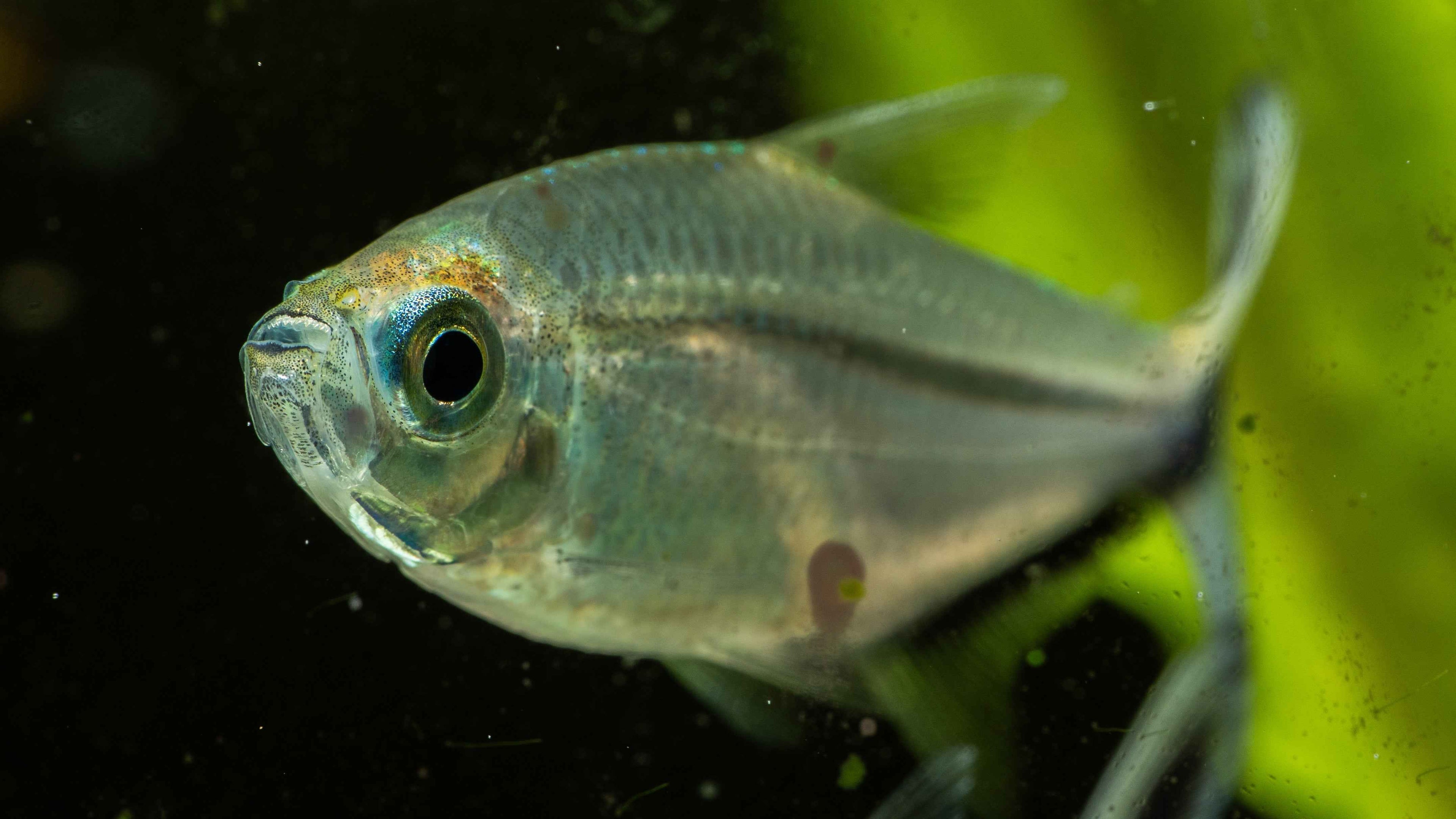 Moenkhausia costae (Tetra-Black Line Tail) - Simply Aquatic