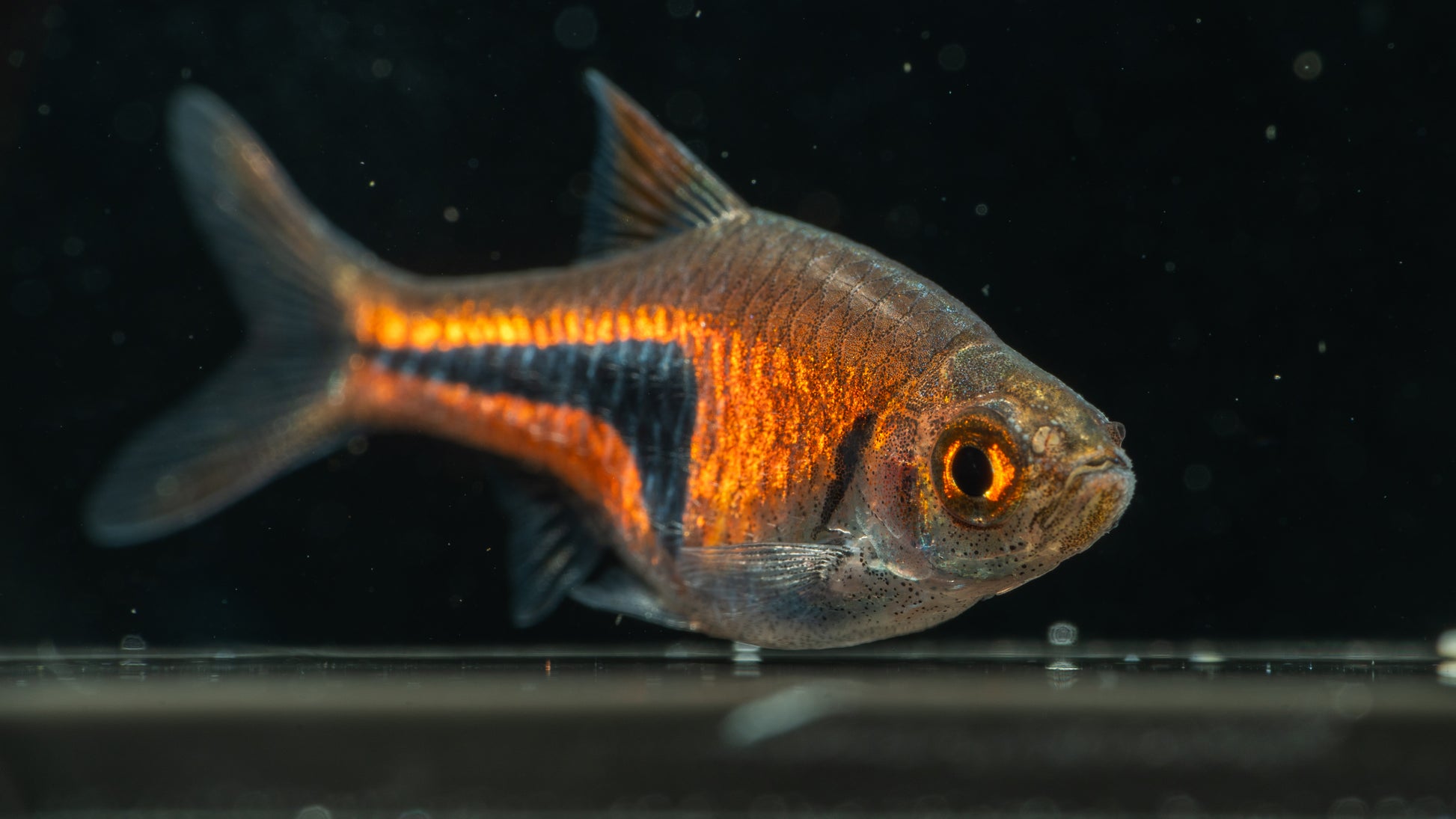 Dwarf Rasbora (Boraras spp.)