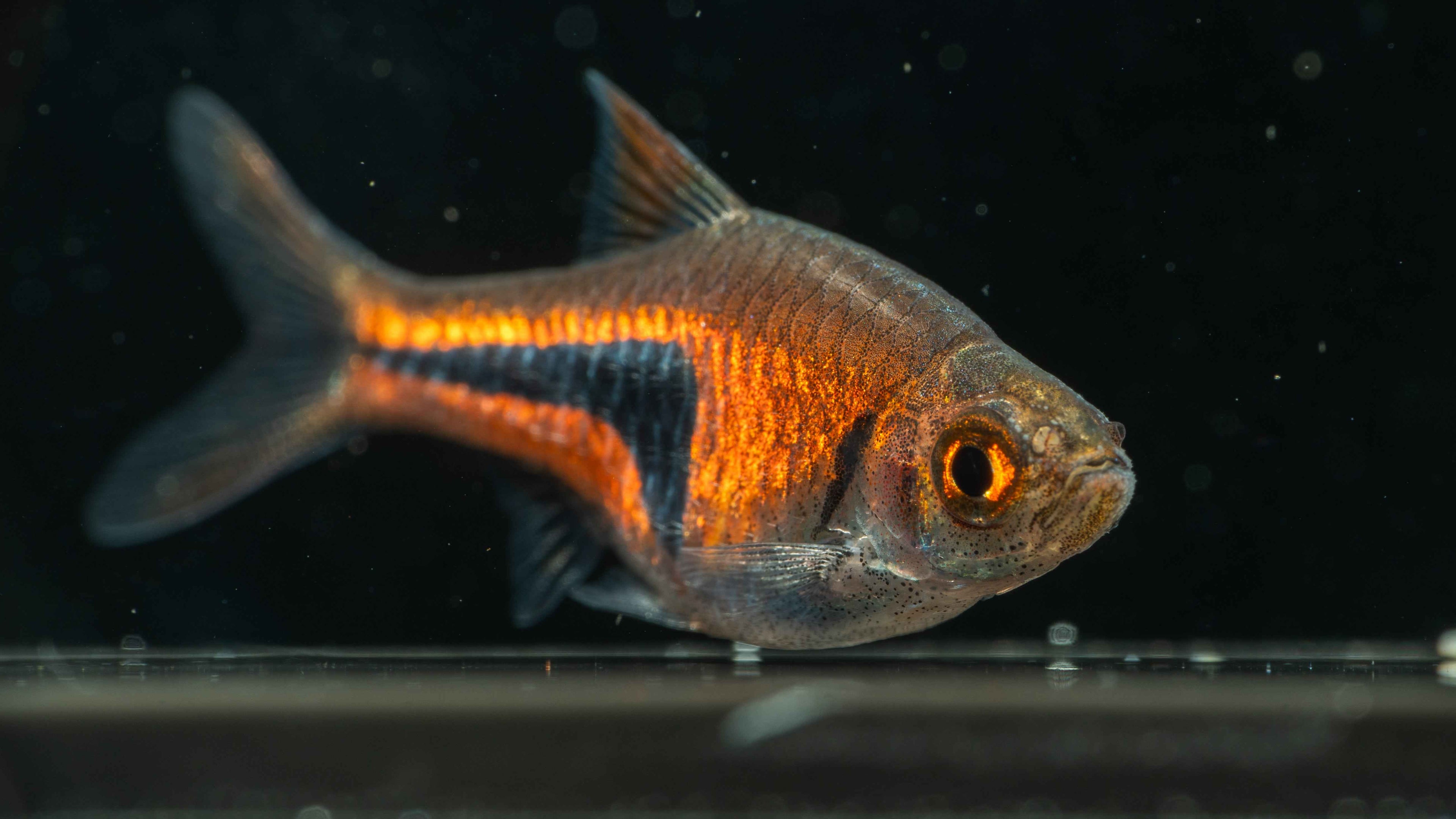 Dwarf Rasbora (Boraras spp.) - Simply Aquatic