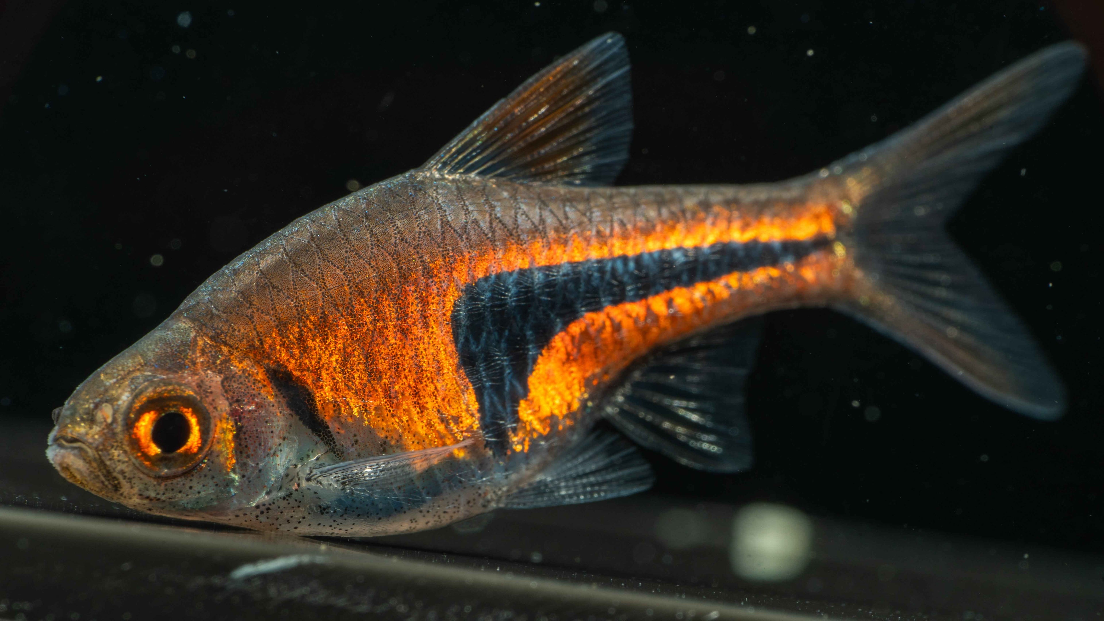 Dwarf Rasbora (Boraras spp.) - Simply Aquatic