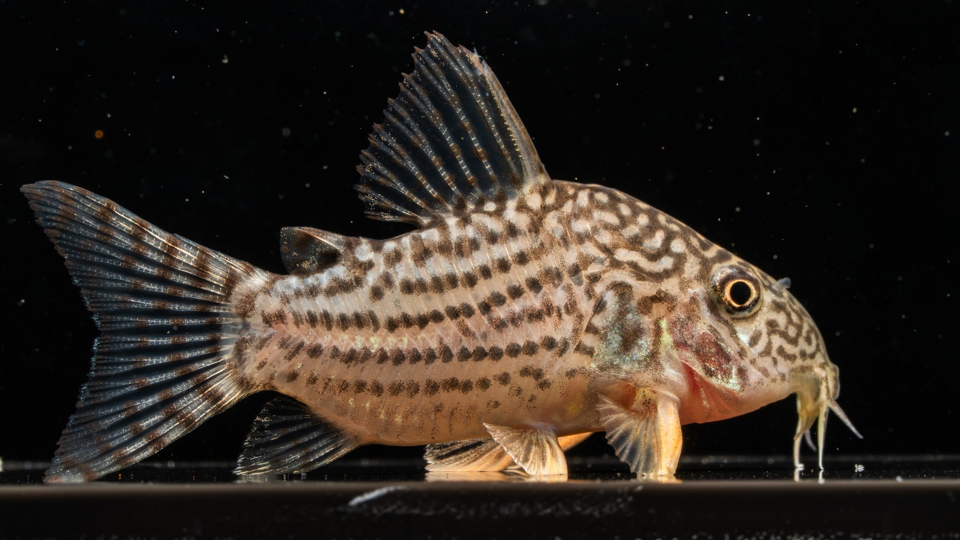 Sterby Corydoras (Corydoras sterbai)