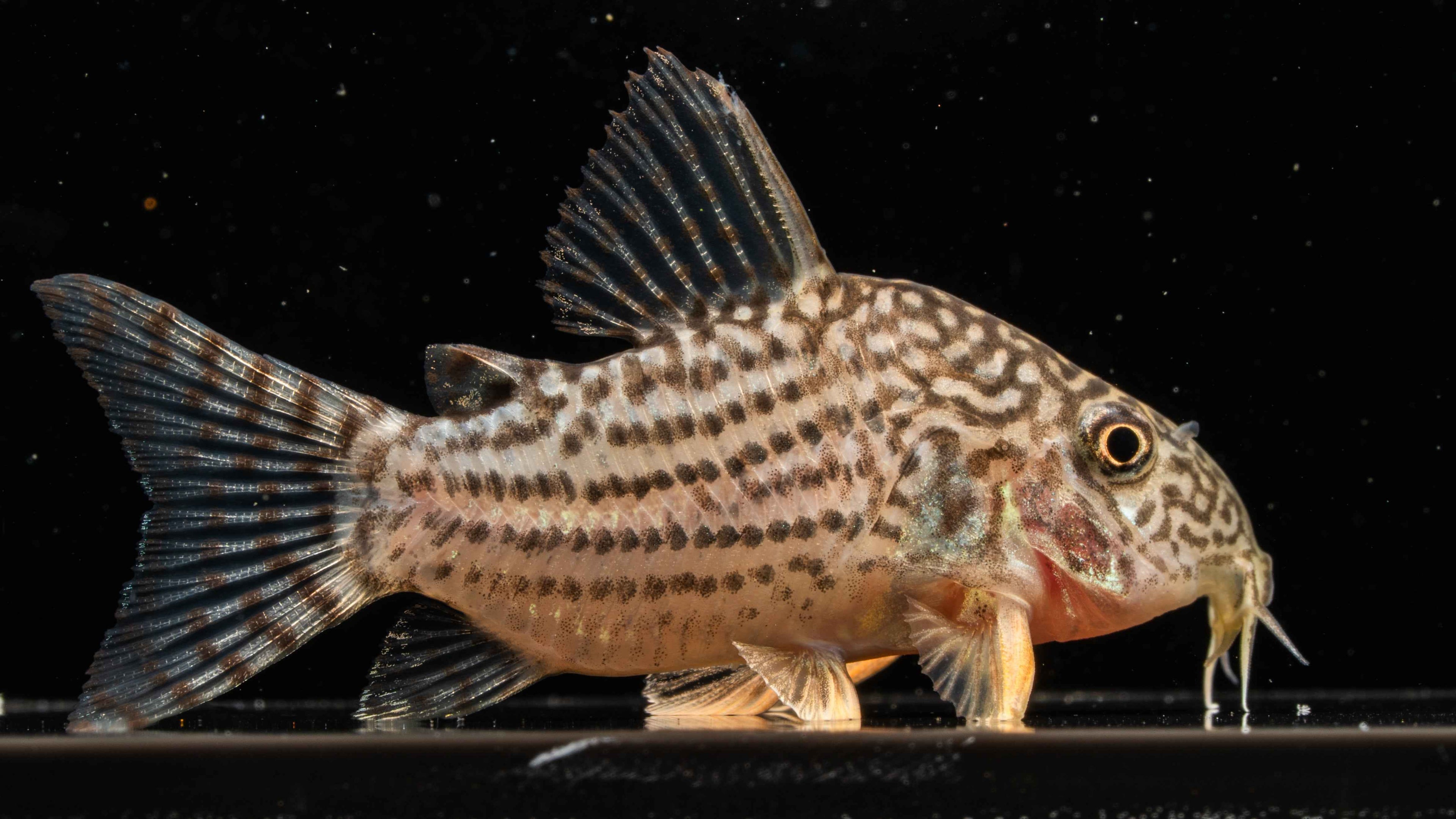 Sterby Corydoras (Corydoras sterbai) - Simply Aquatic