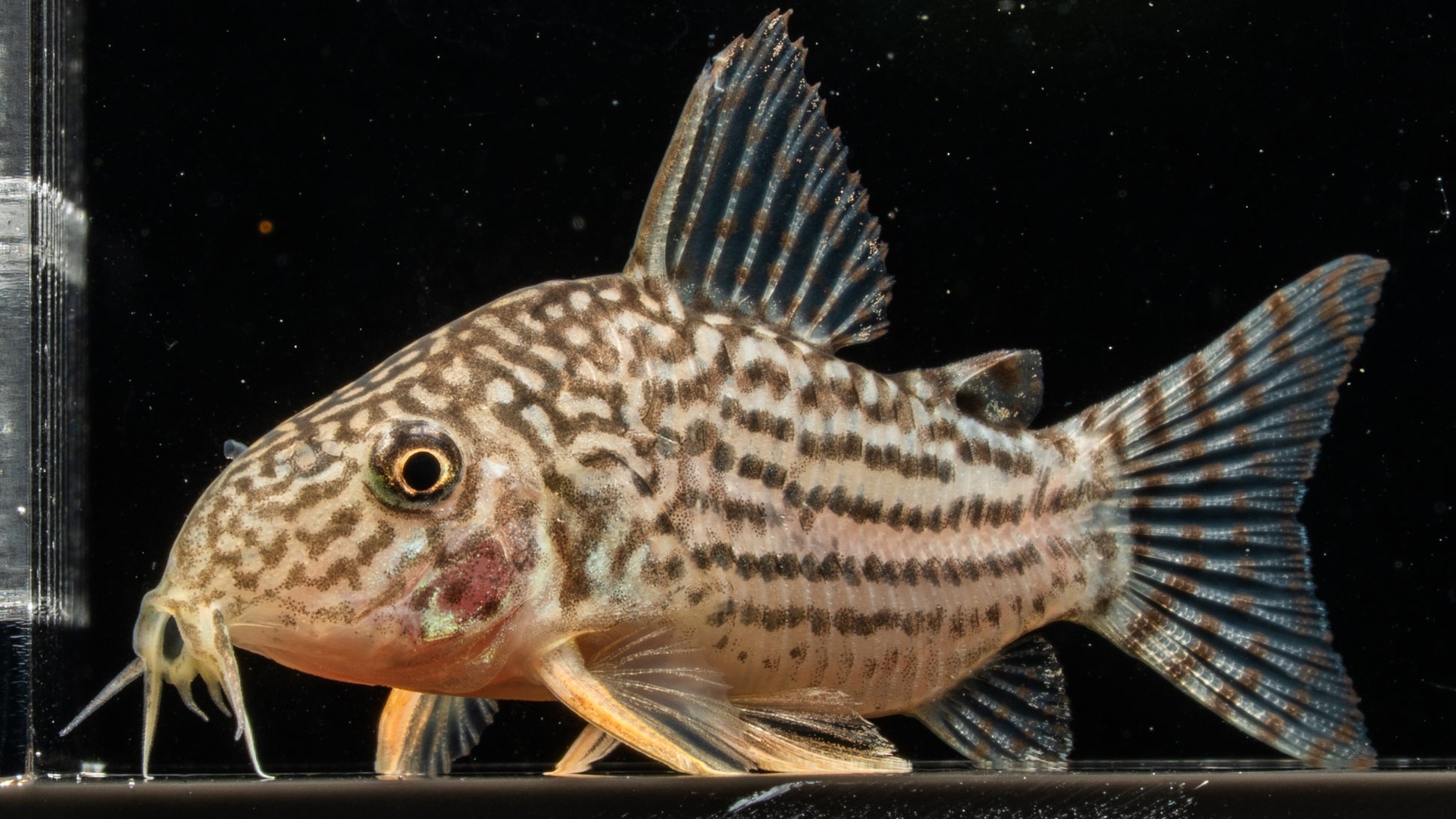 Sterby Corydoras (Corydoras sterbai)