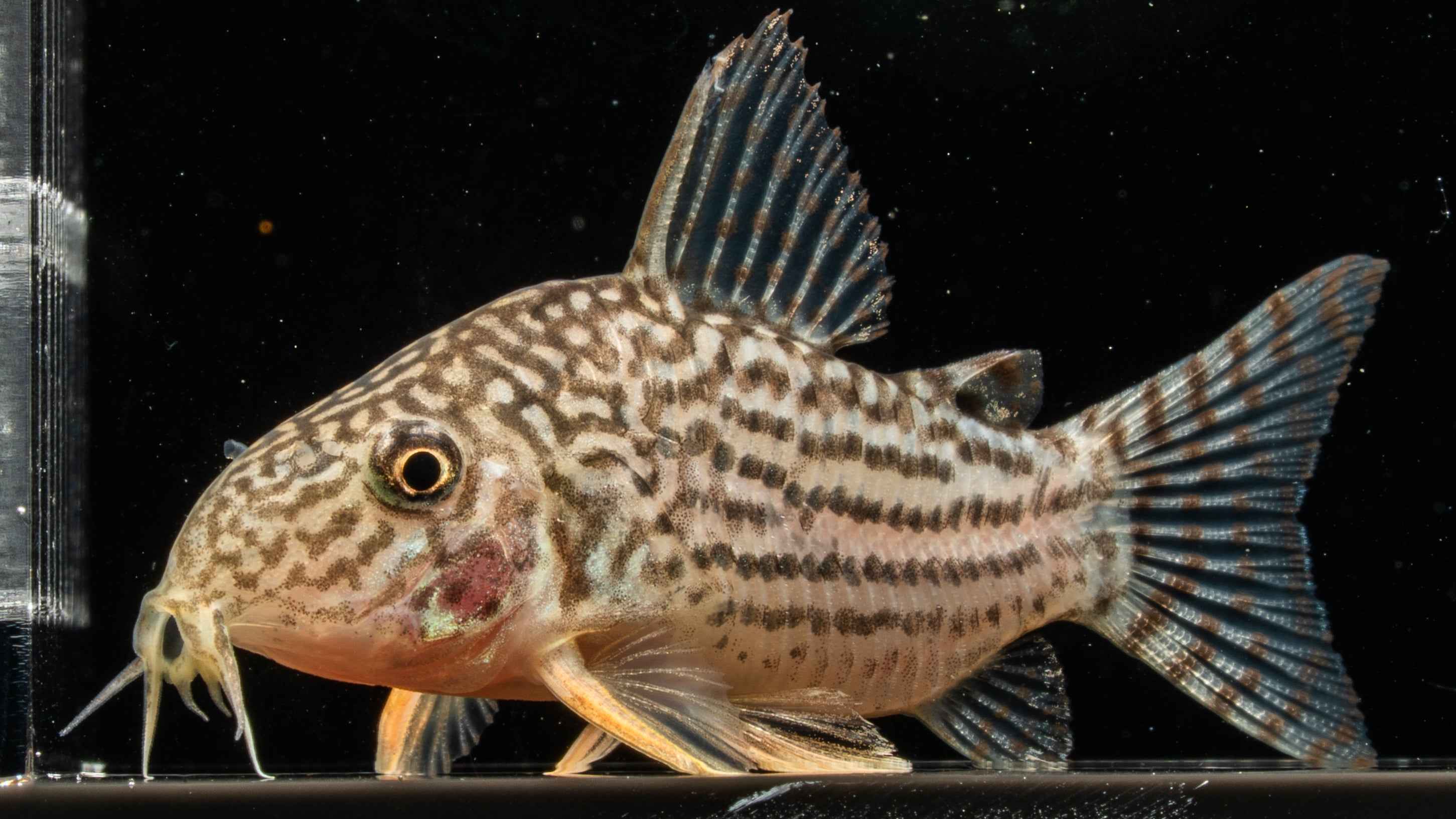 Sterby Corydoras (Corydoras sterbai) - Simply Aquatic