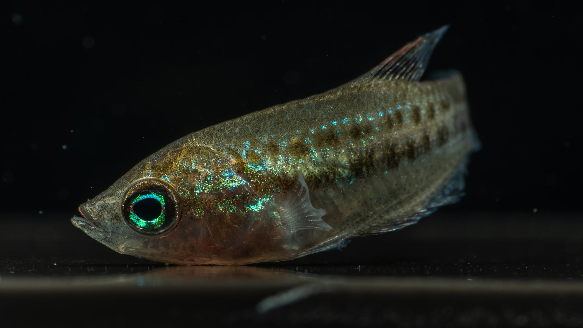 Sparkling Gourami (Trichopsis pumila)
